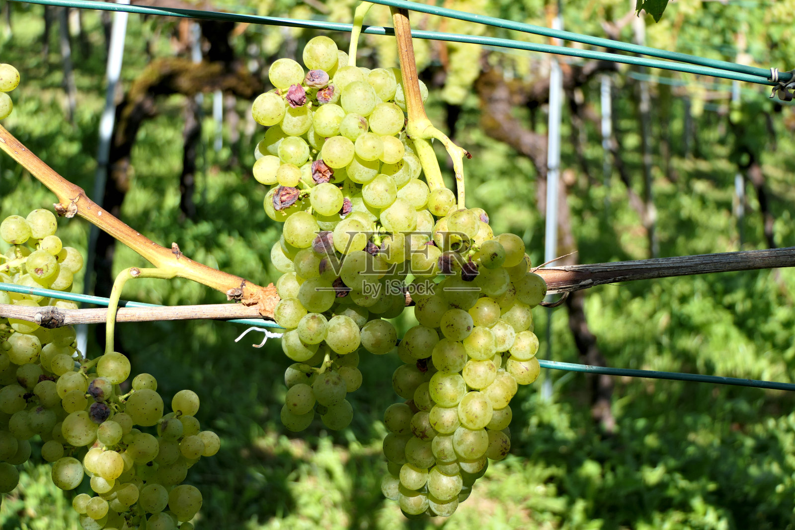 一串多汁的葡萄生长在葡萄园里照片摄影图片