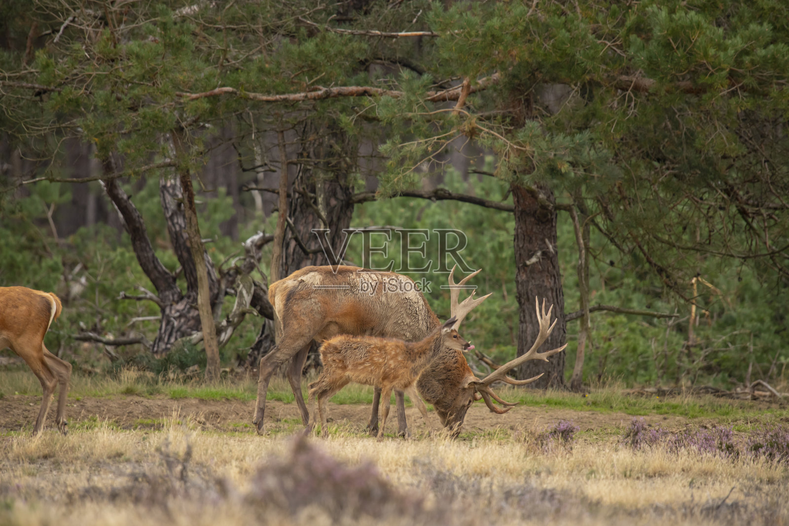 马鹿照片摄影图片