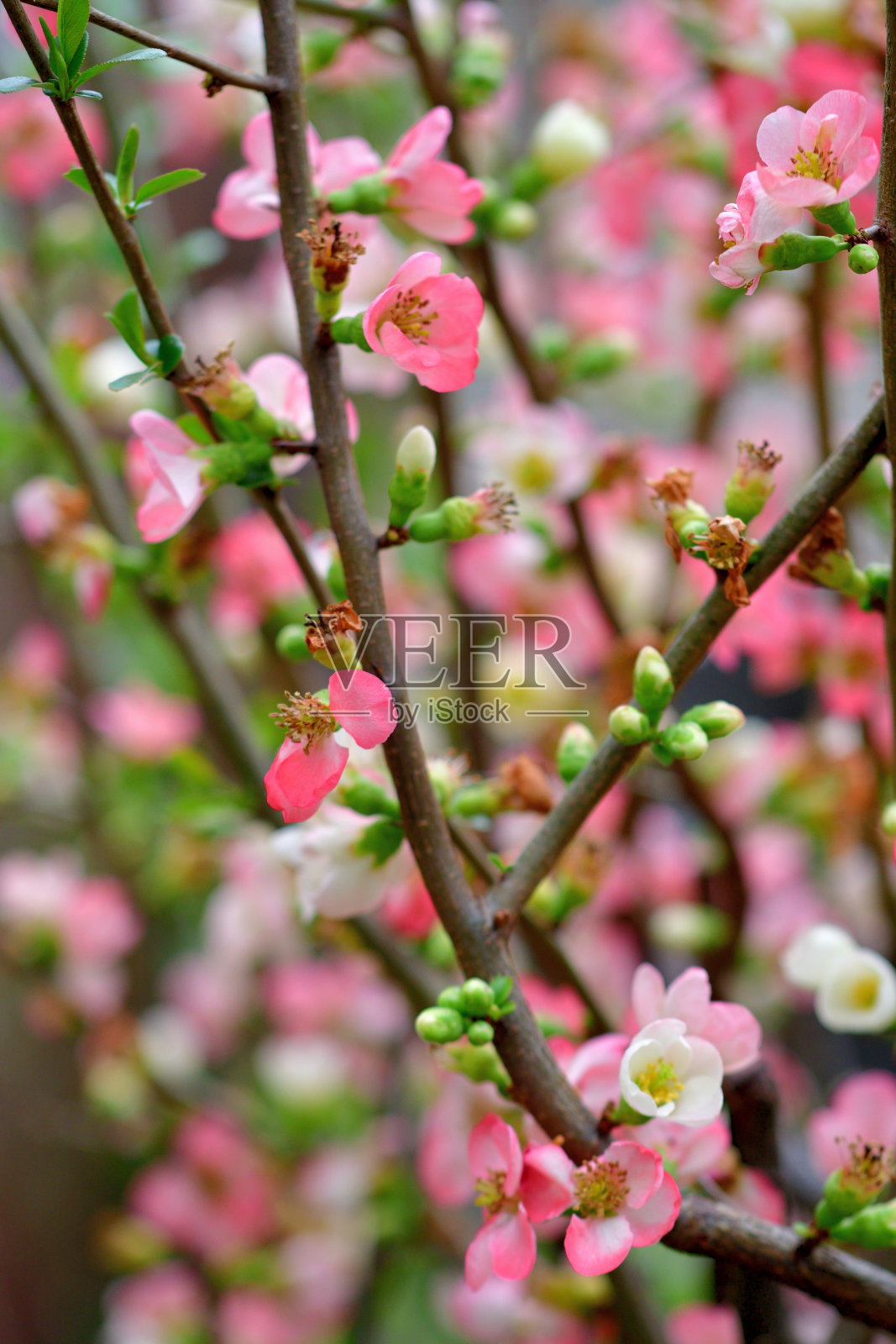 木瓜Japonica /日本木瓜花照片摄影图片