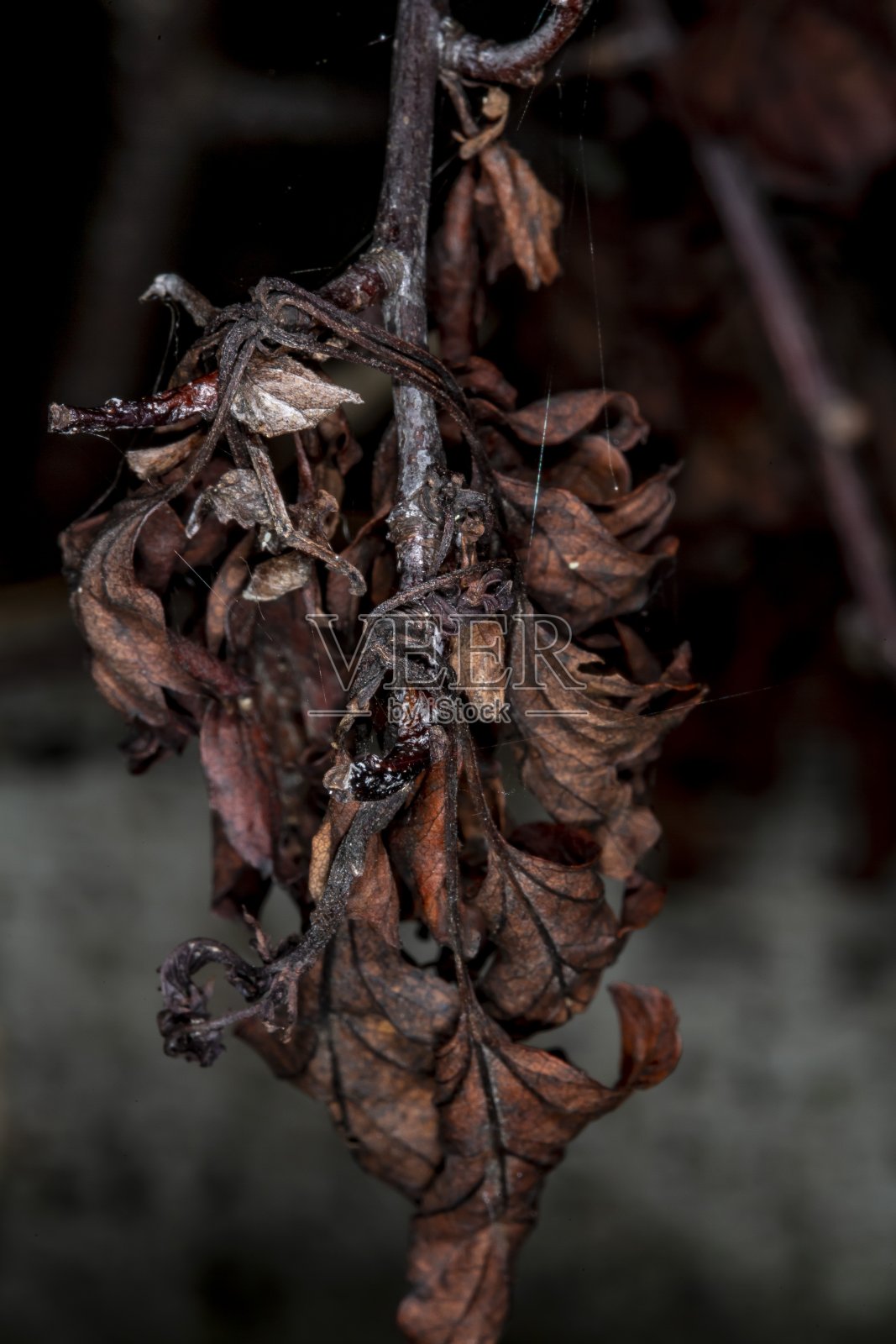 秋天的枯草。照片摄影图片