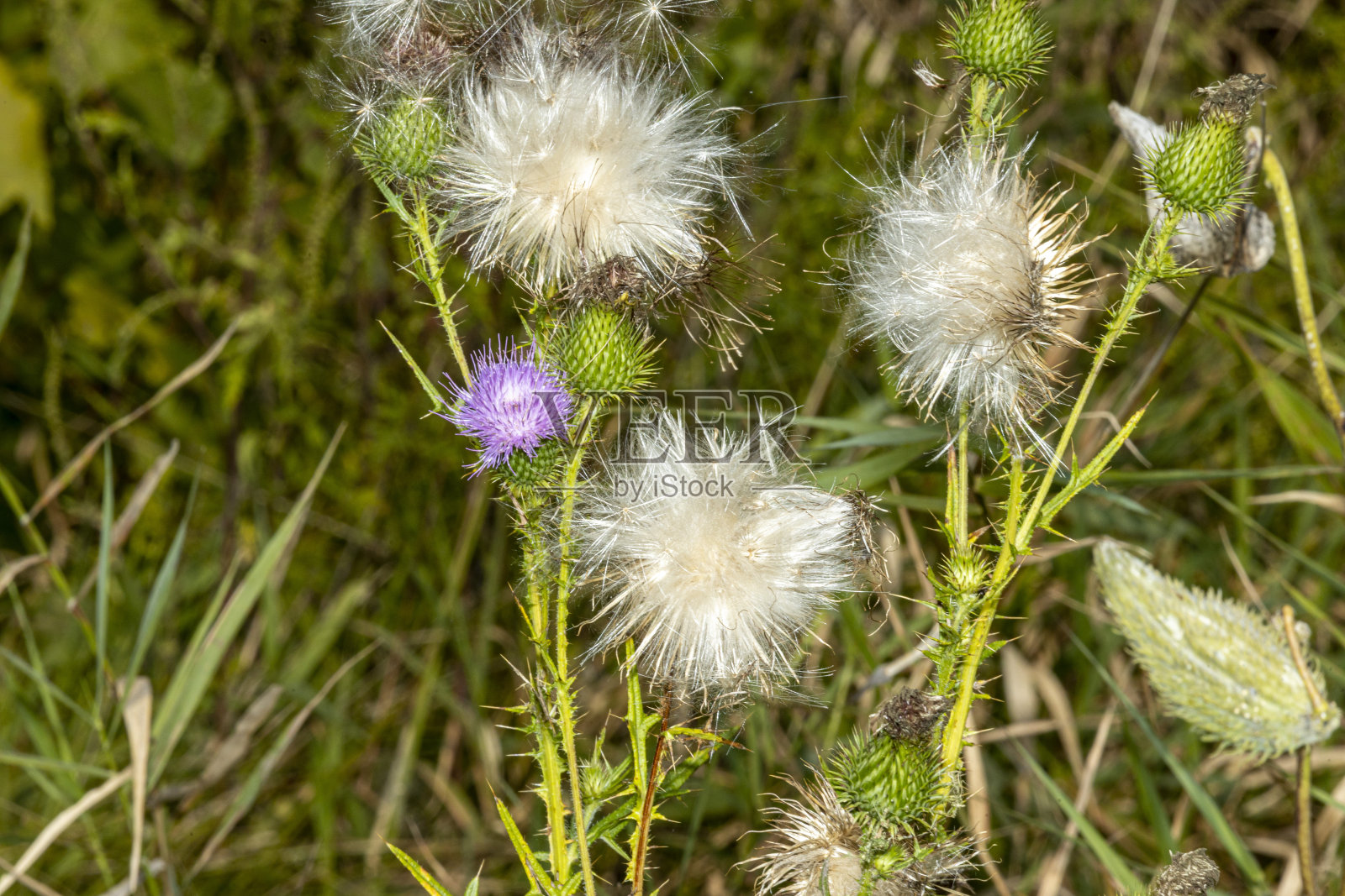 田间蓟A1R_9187照片摄影图片