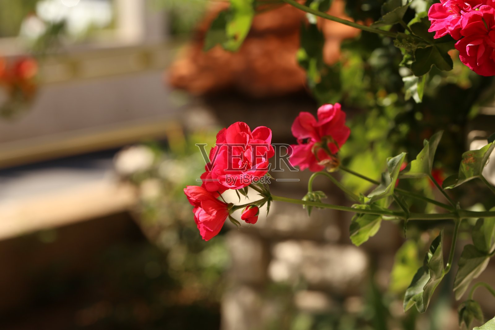 红色的花园天竺葵花在花盆的窗台上照片摄影图片