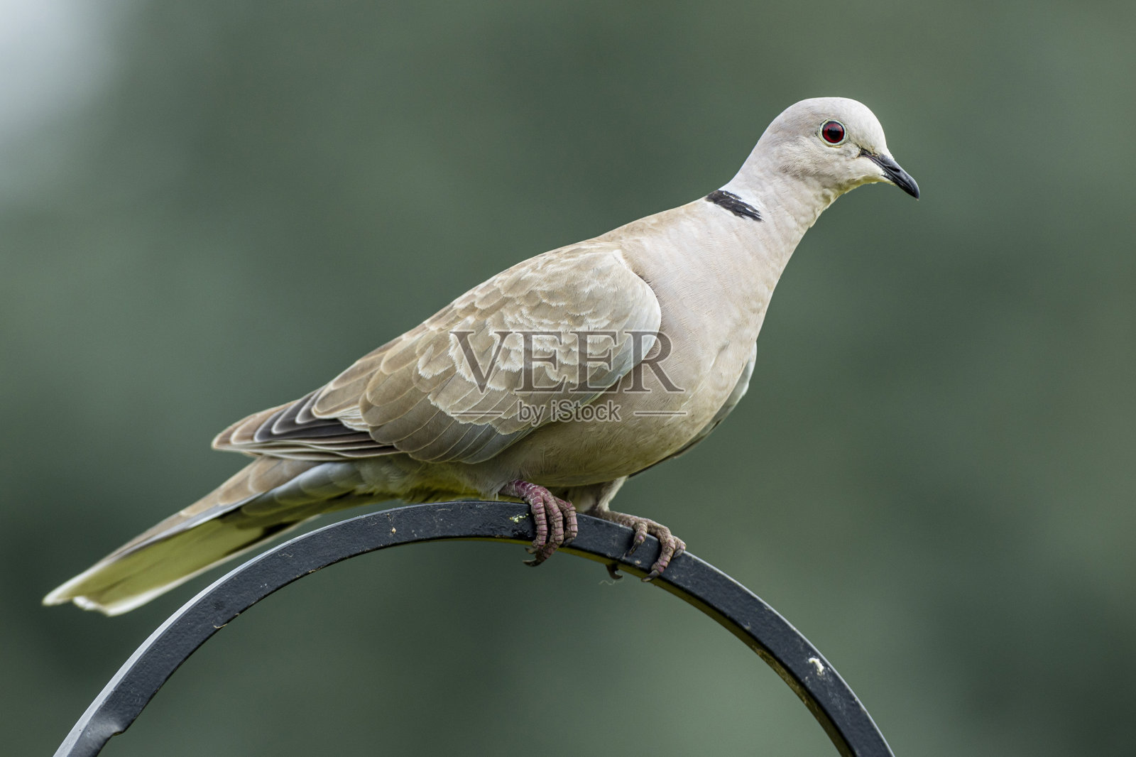 欧亚领鸽A1R_9286照片摄影图片