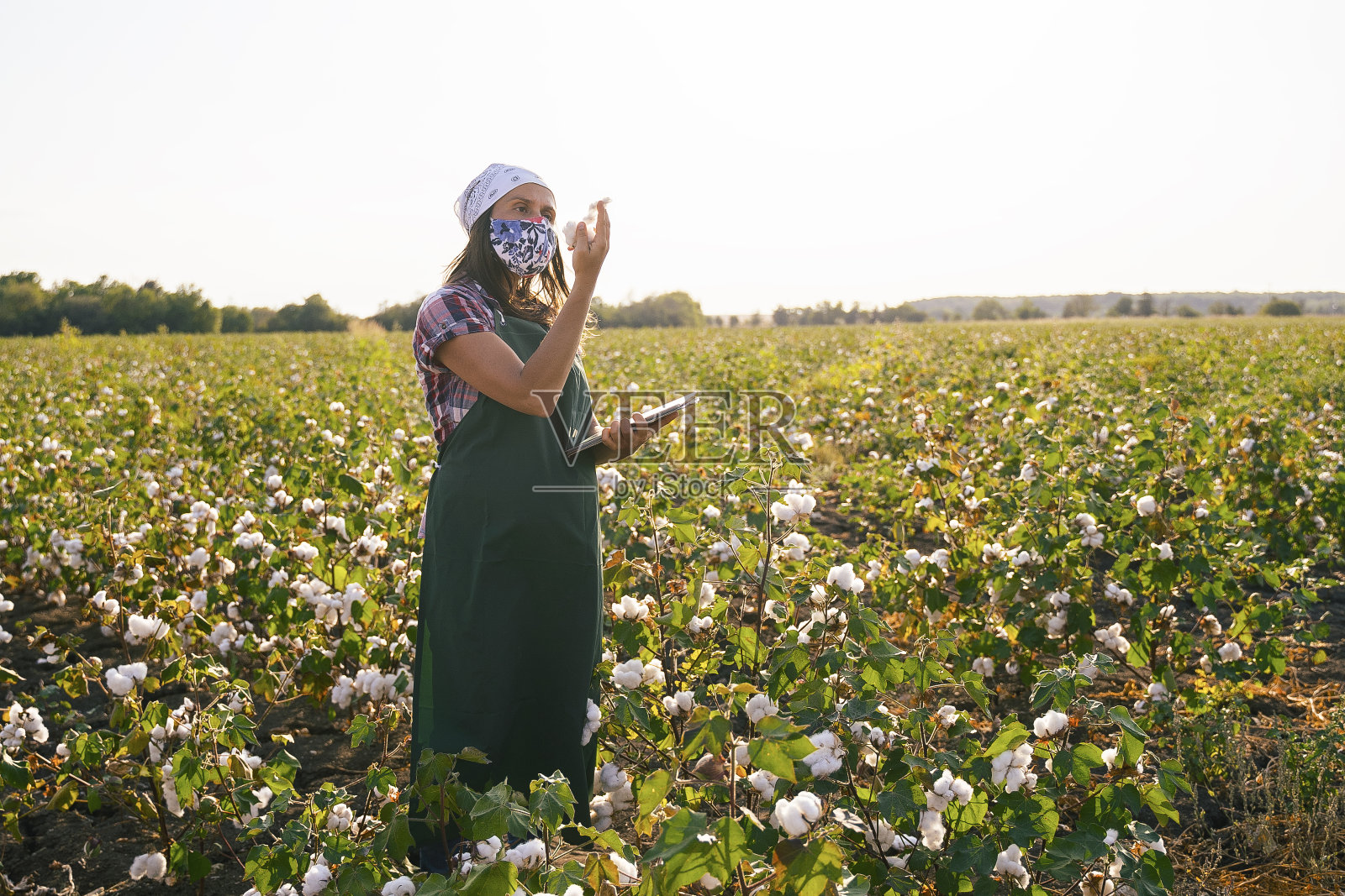 棉花采摘季节。在COVID-19大流行期间,年轻农民妇女戴着防护口罩工作。在金色的夕阳下,在盛开的棉花地里,在收获前评估作物。照片摄影图片