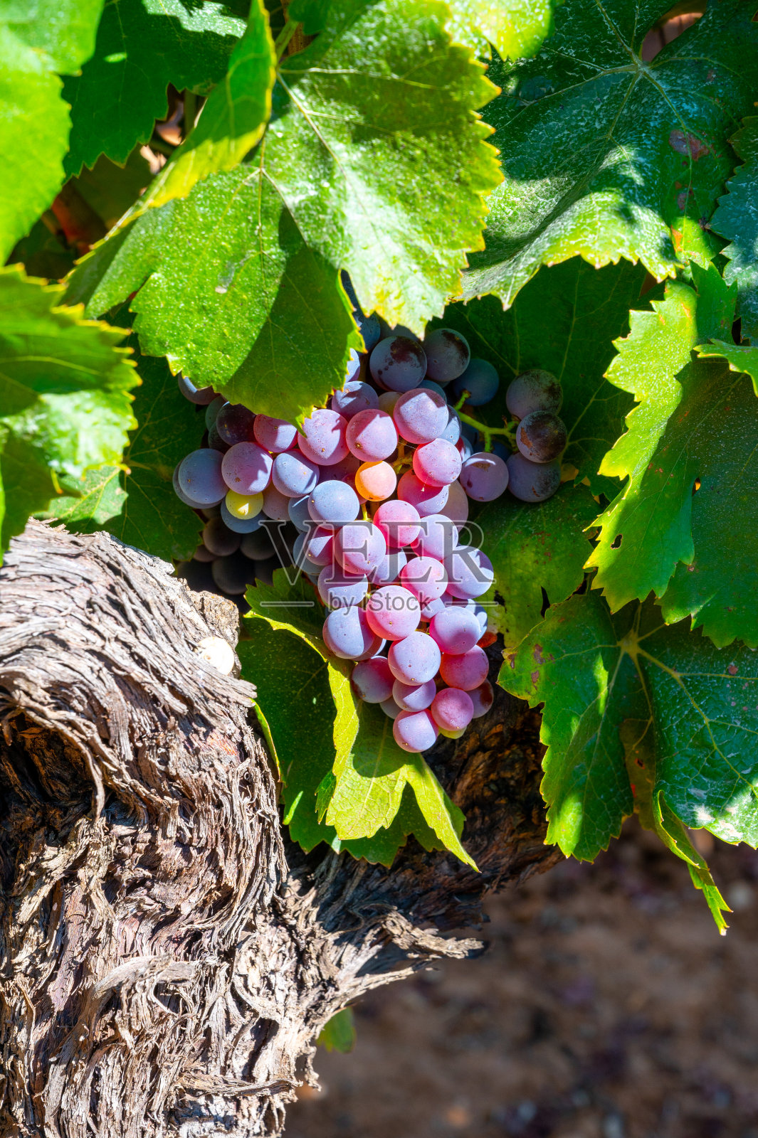 阿普特附近的AOC Luberon山的葡萄园,红色粘土上长着老葡萄的树干照片摄影图片