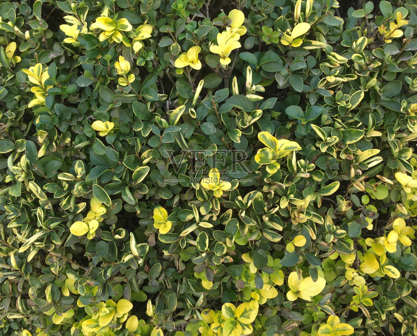 社区绿色照片摄影图片