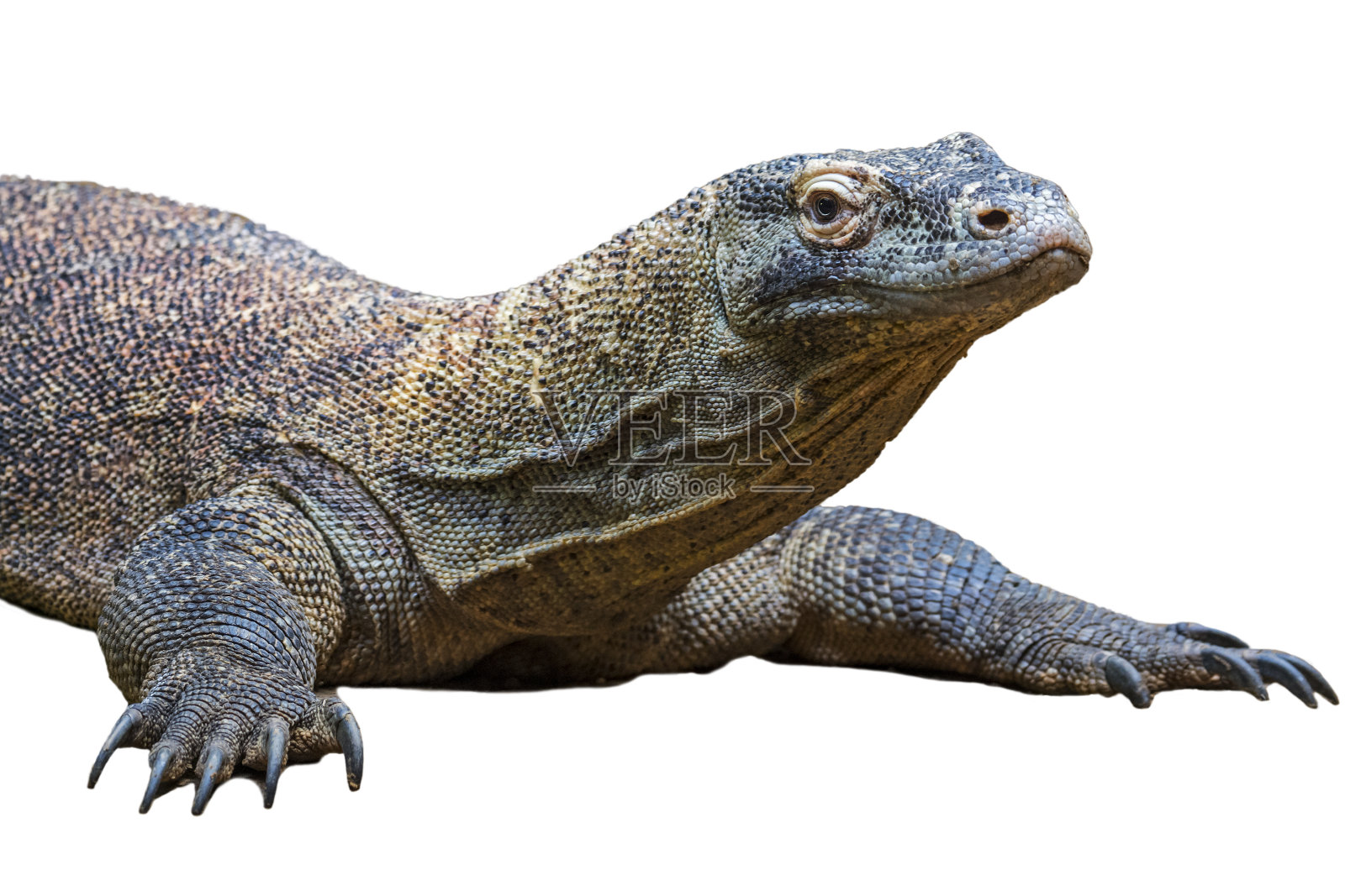 科莫多巨蜥/科莫多巨蜥(Varanus komodoensis)是一种巨大的蜥蜴,原产于印度尼西亚的科莫多岛、林卡岛、弗洛里斯岛和Gili Motang岛,背景为白色照片摄影图片