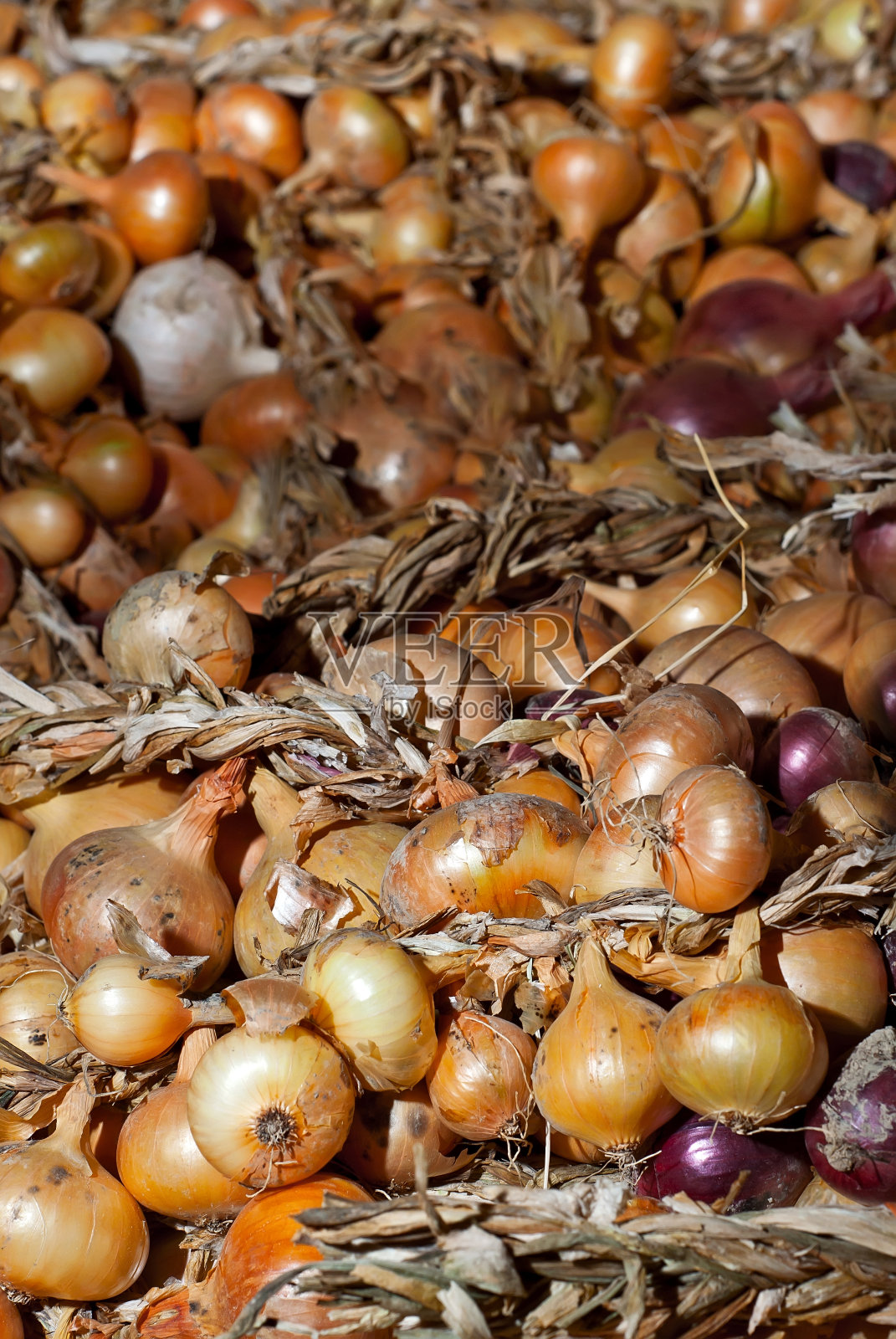 许多洋葱交织在一起。黄色的洋葱凑成一堆。照片摄影图片