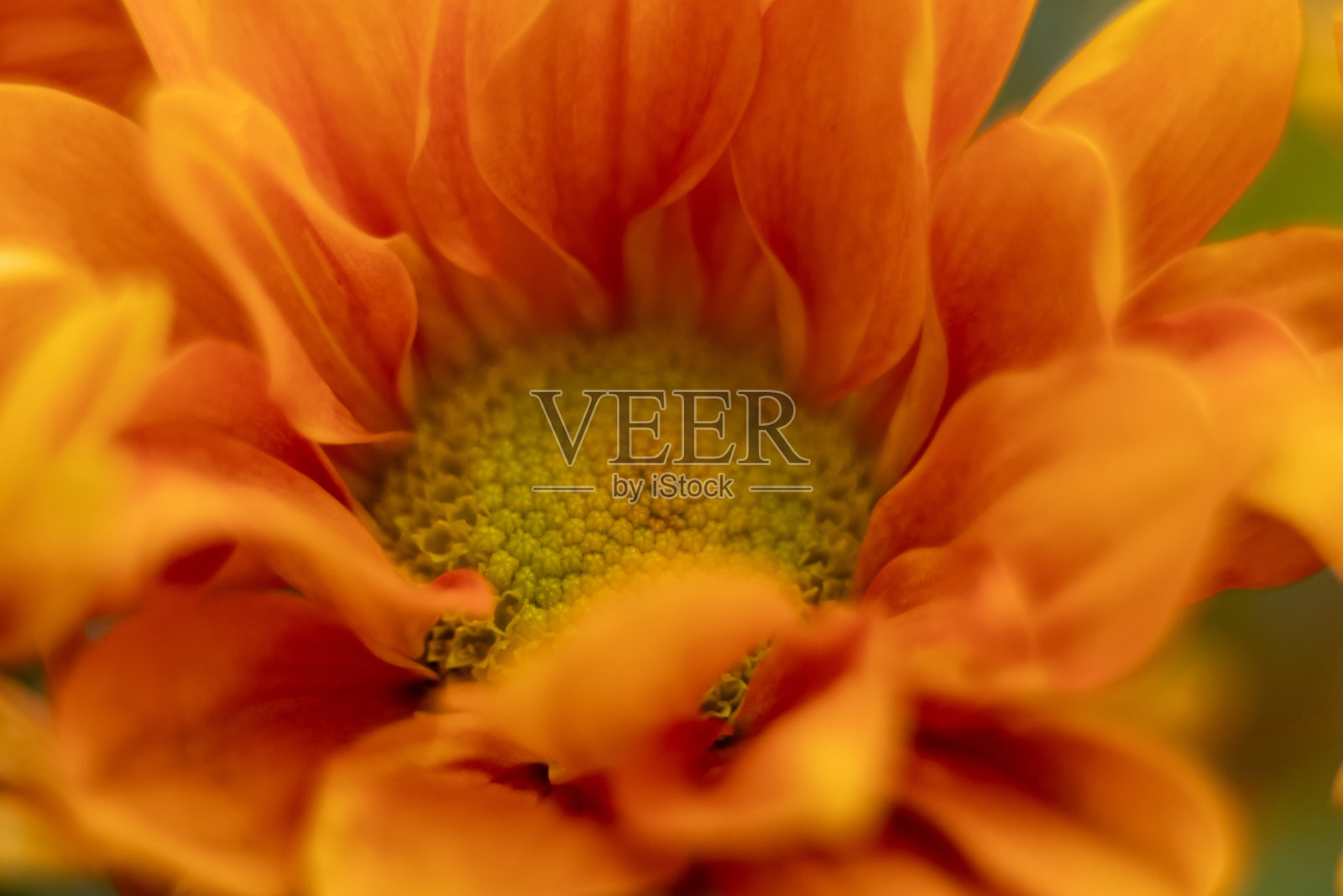 桔黄色雏菊花微距特写照片摄影图片