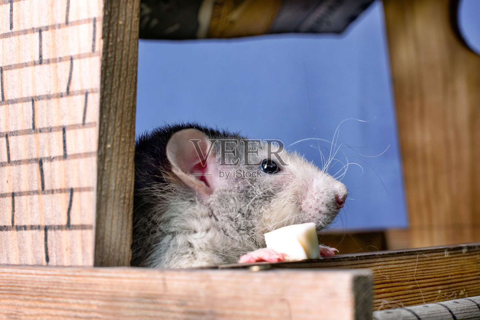 一个可爱的小老鼠在木屋里吃奶酪。照片摄影图片