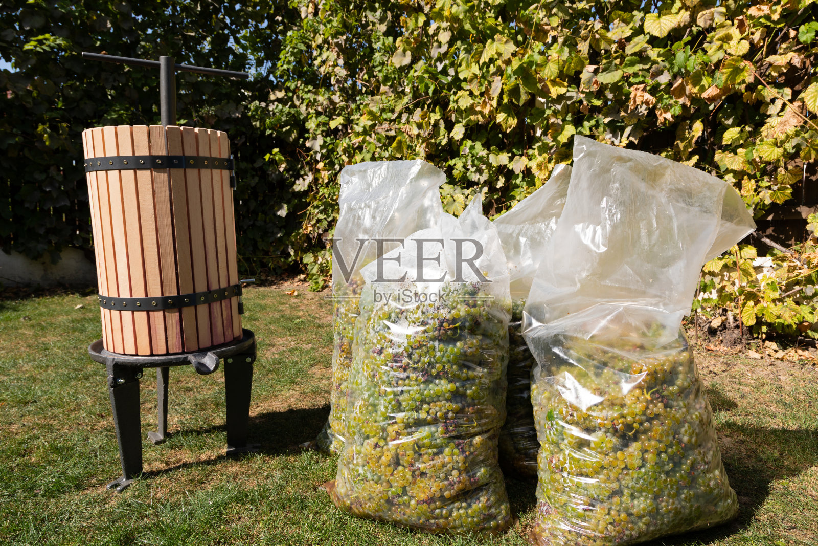 葡萄收获照片摄影图片