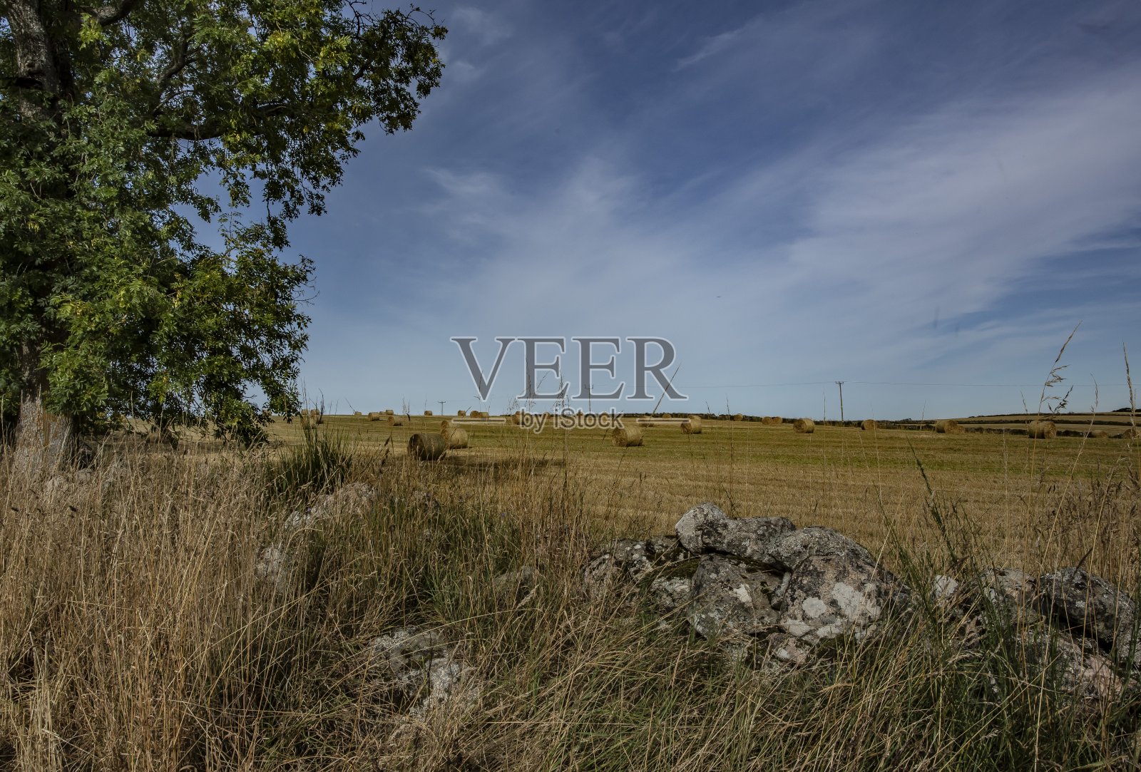 阿伯丁的麦田和干草田。照片摄影图片