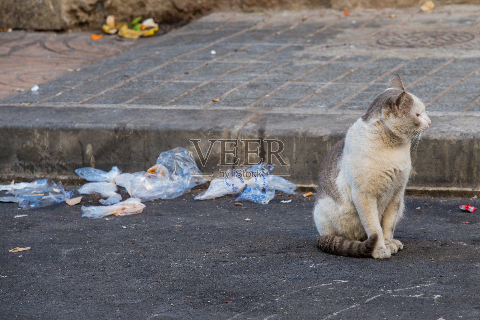 摩洛哥卡萨布兰卡街头的一只猫照片摄影图片