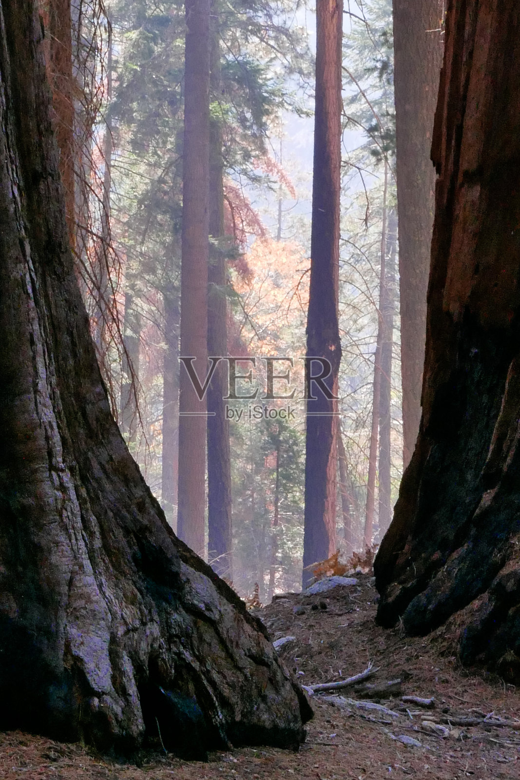 加州红杉和国王峡谷国家公园照片摄影图片