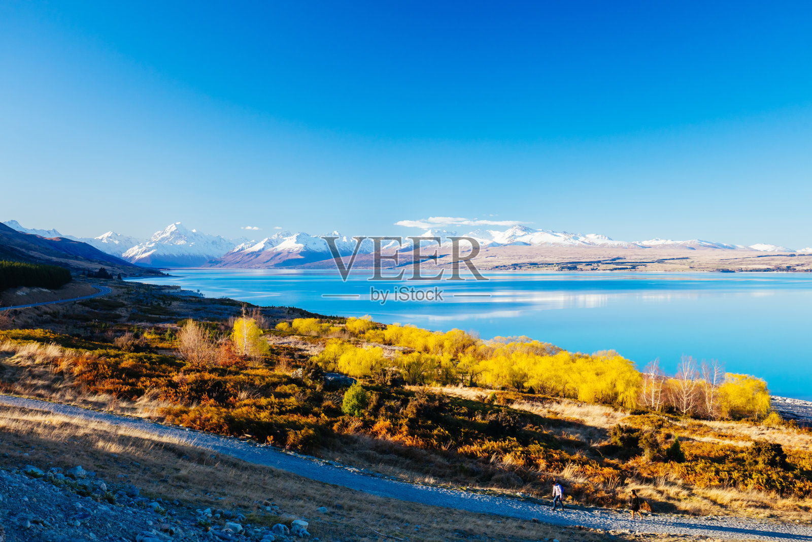 新西兰普卡基湖景观照片摄影图片