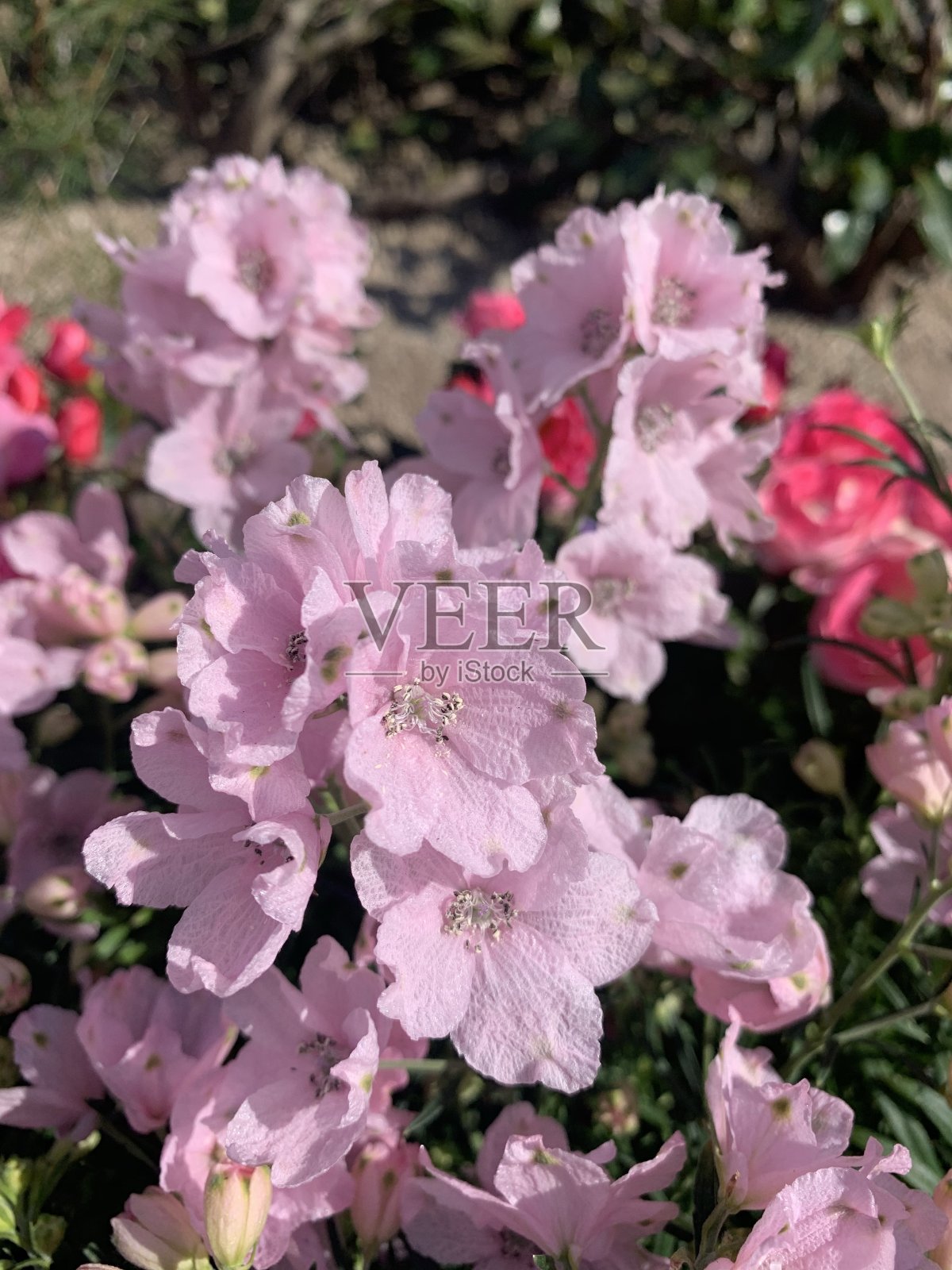 吸引了鲜花照片摄影图片