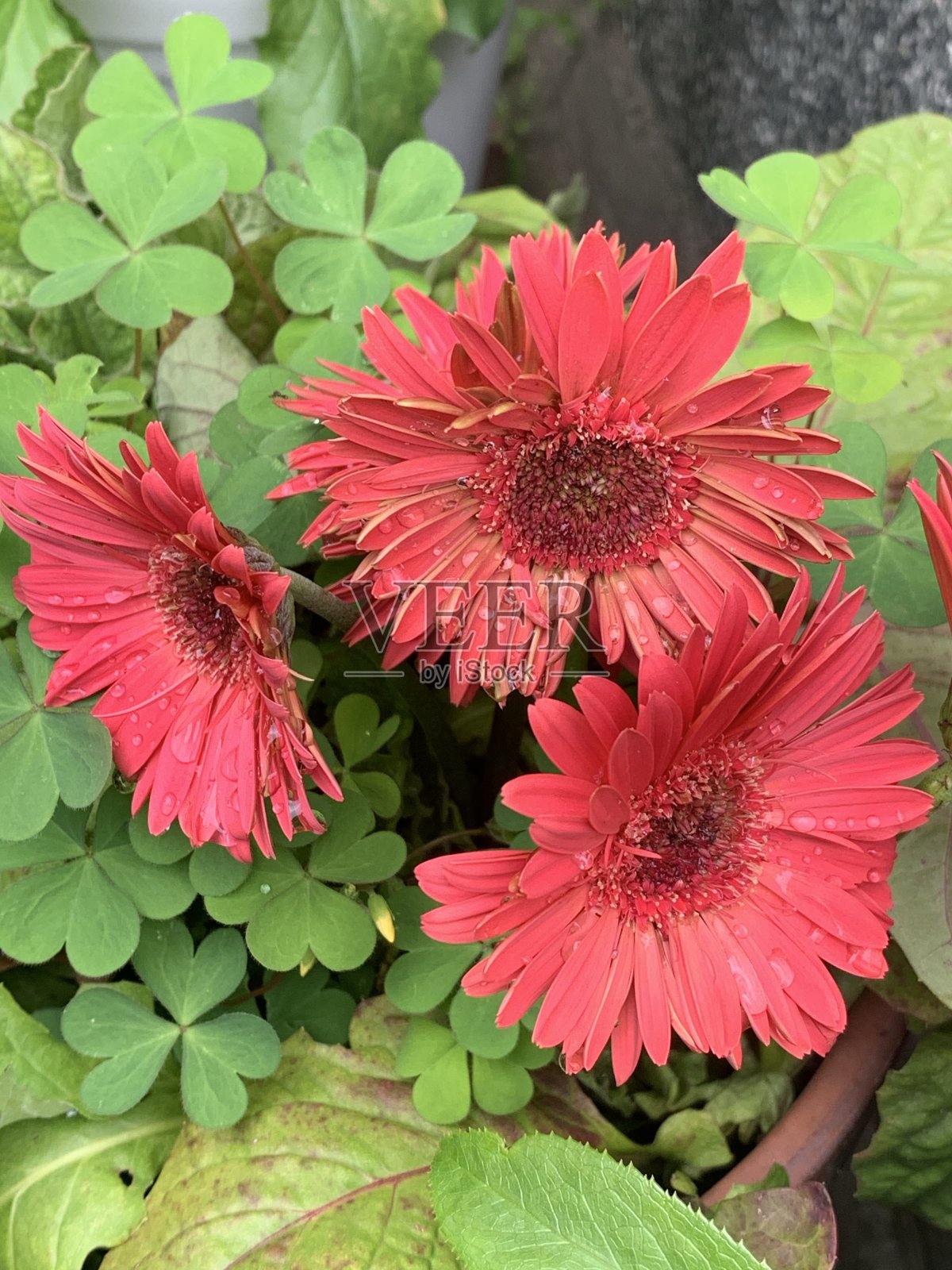 吸引了鲜花照片摄影图片