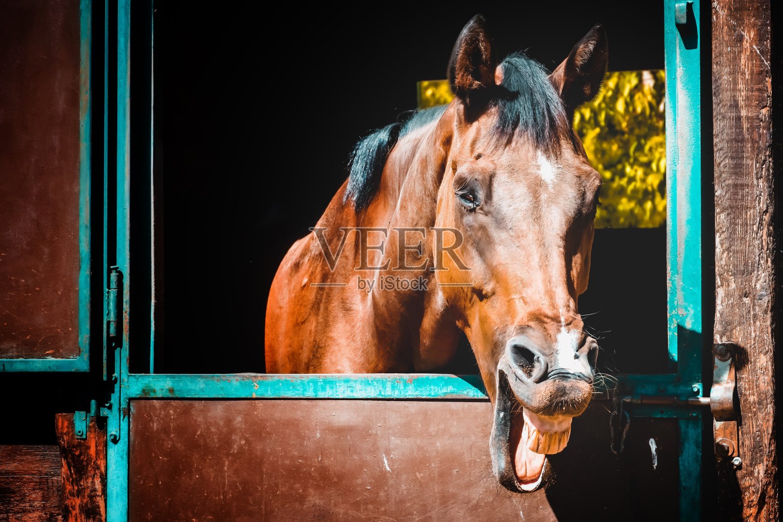 马厩里有趣的马照片摄影图片