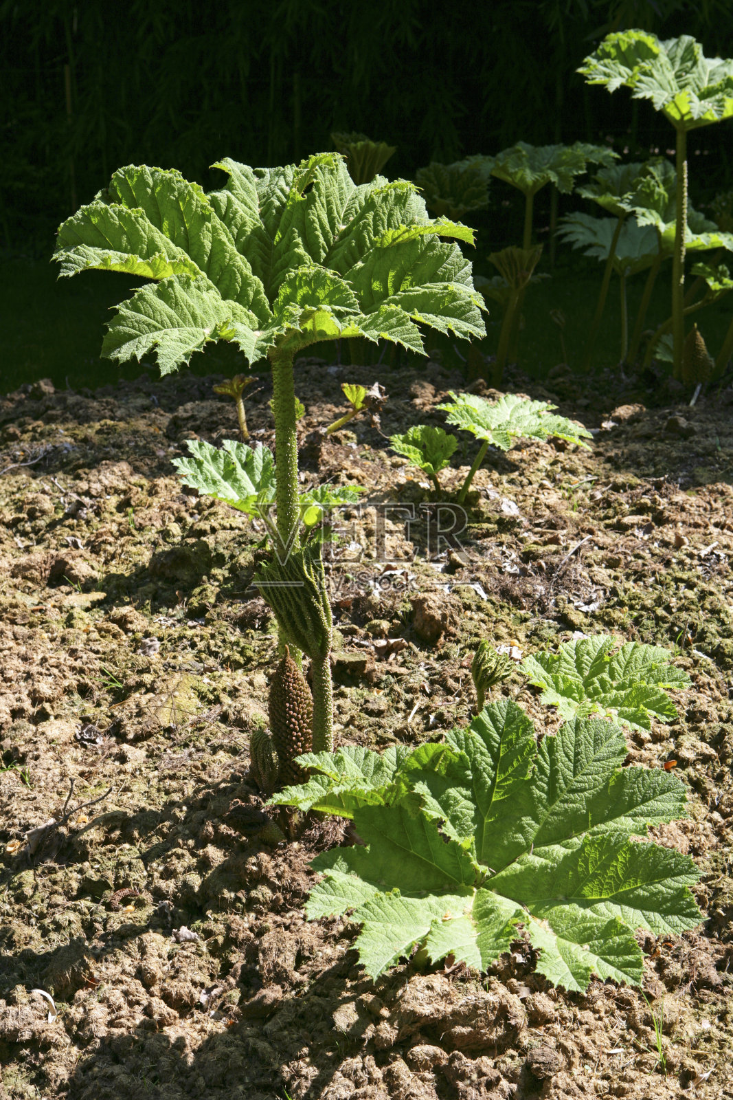 烤通心粉,猛犸叶照片摄影图片