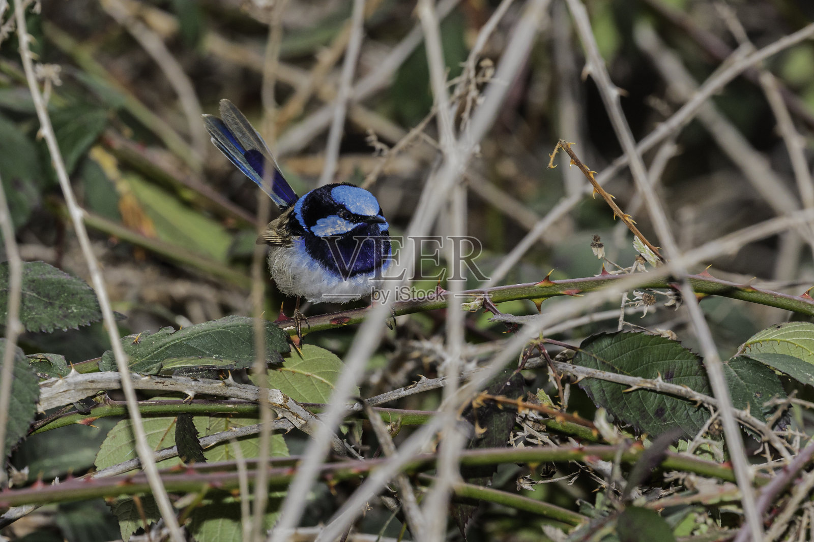 黑莓灌木上的雄性丽辉蓝细尾鹩莺照片摄影图片