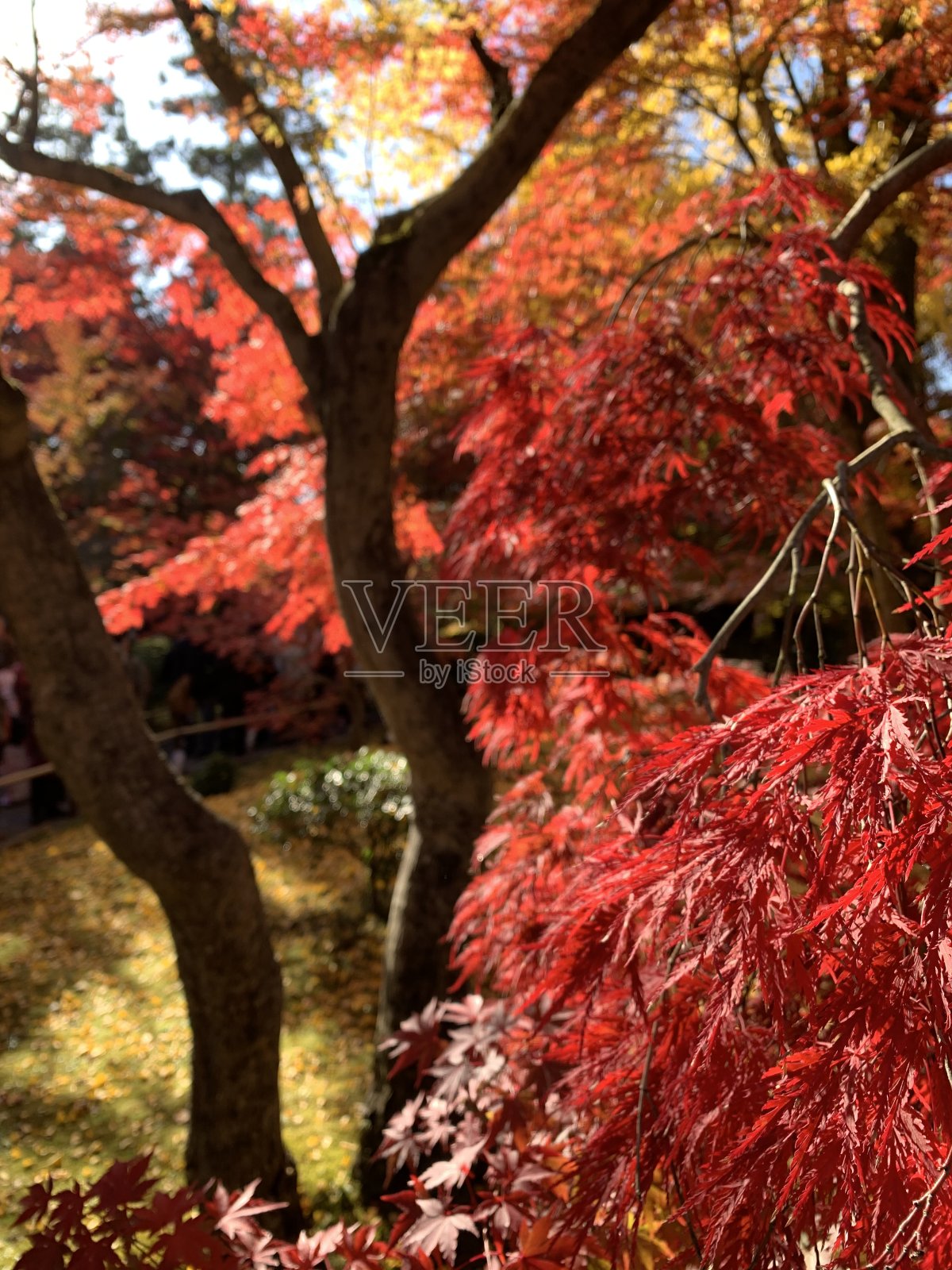 京都的秋色照片摄影图片