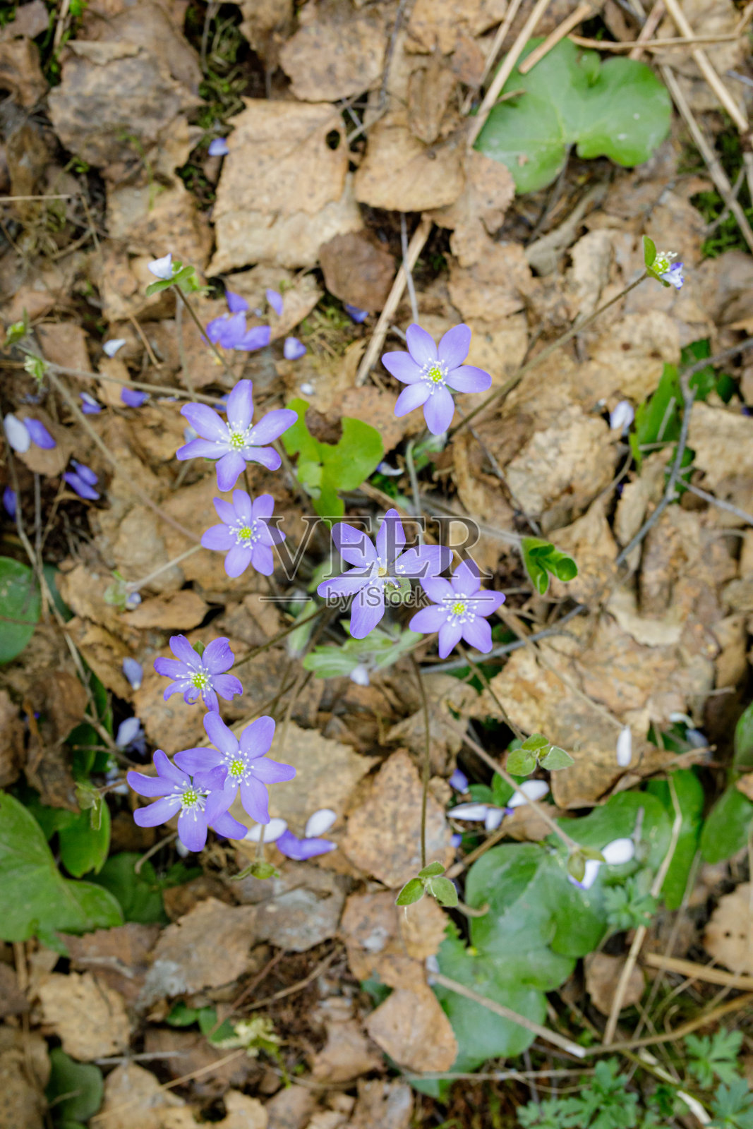 春日里森林里美丽的金肝虫照片摄影图片