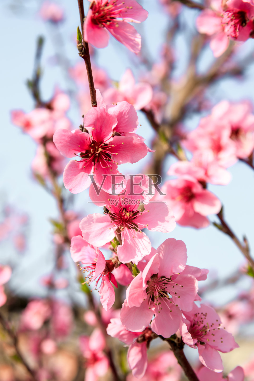 桃花在春天的花园里盛开照片摄影图片