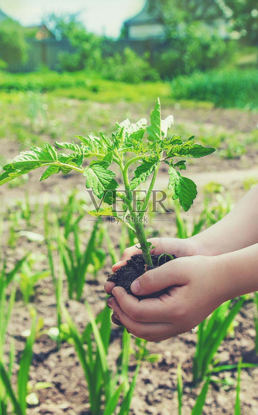 孩子在花园里种西红柿。有选择性的重点。照片摄影图片