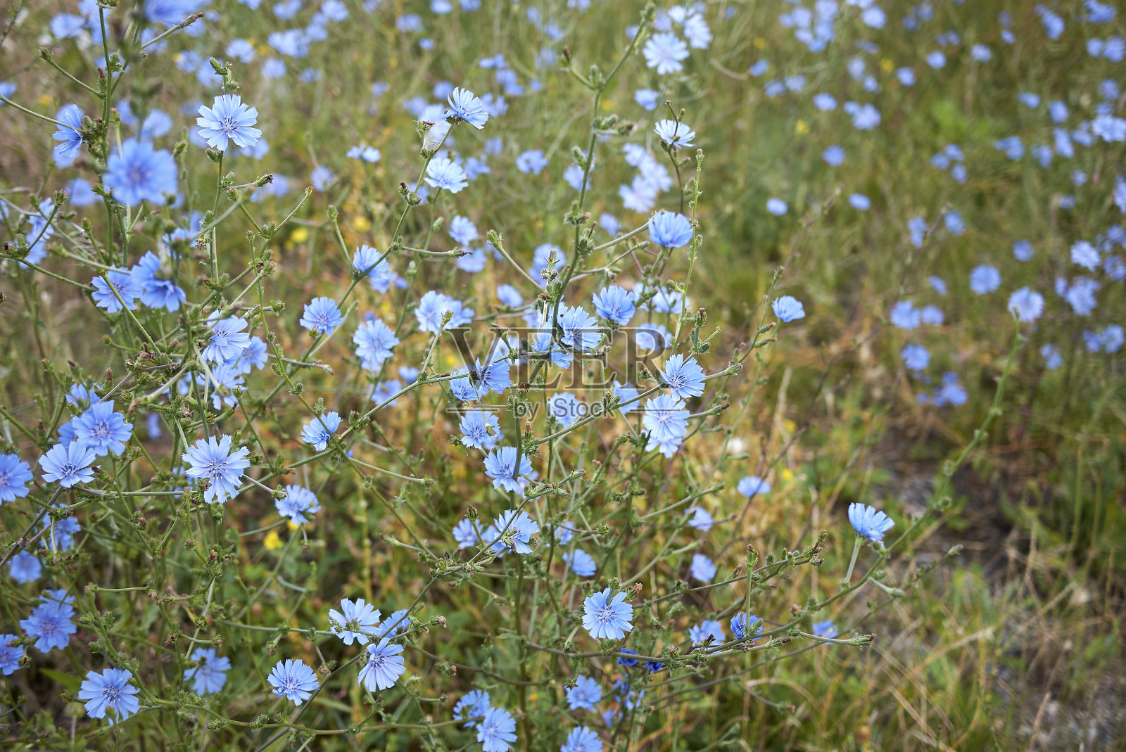 菊科植物盛开照片摄影图片