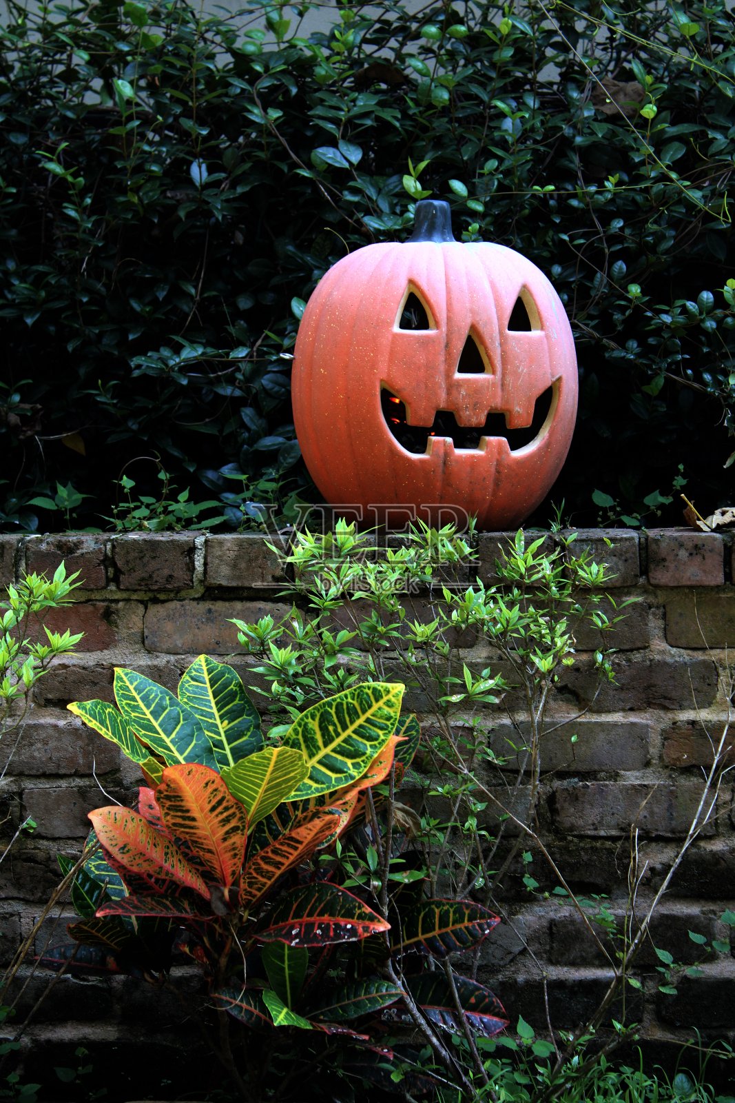 漂亮的南瓜灯挂在古老的砖墙上,墙上还挂着可爱的树叶照片摄影图片