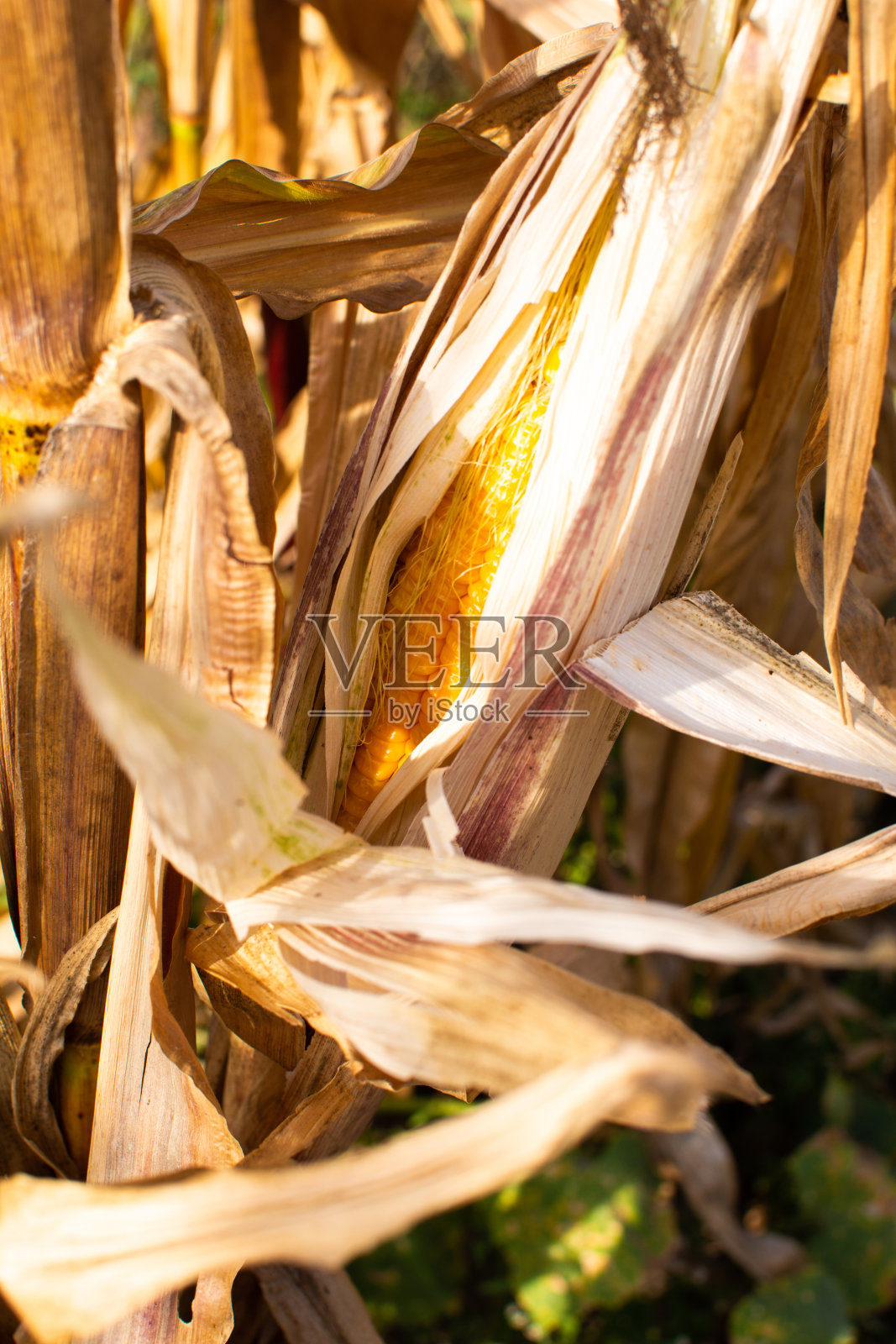 干玉米芯靠近照片摄影图片