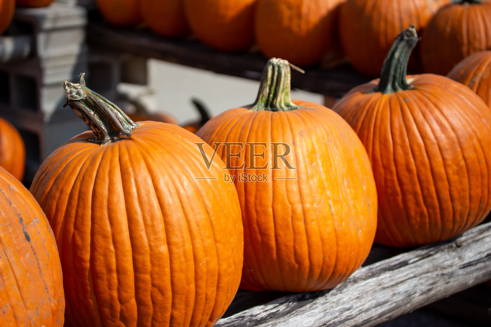 乡村户外大南瓜收获成熟展示照片摄影图片