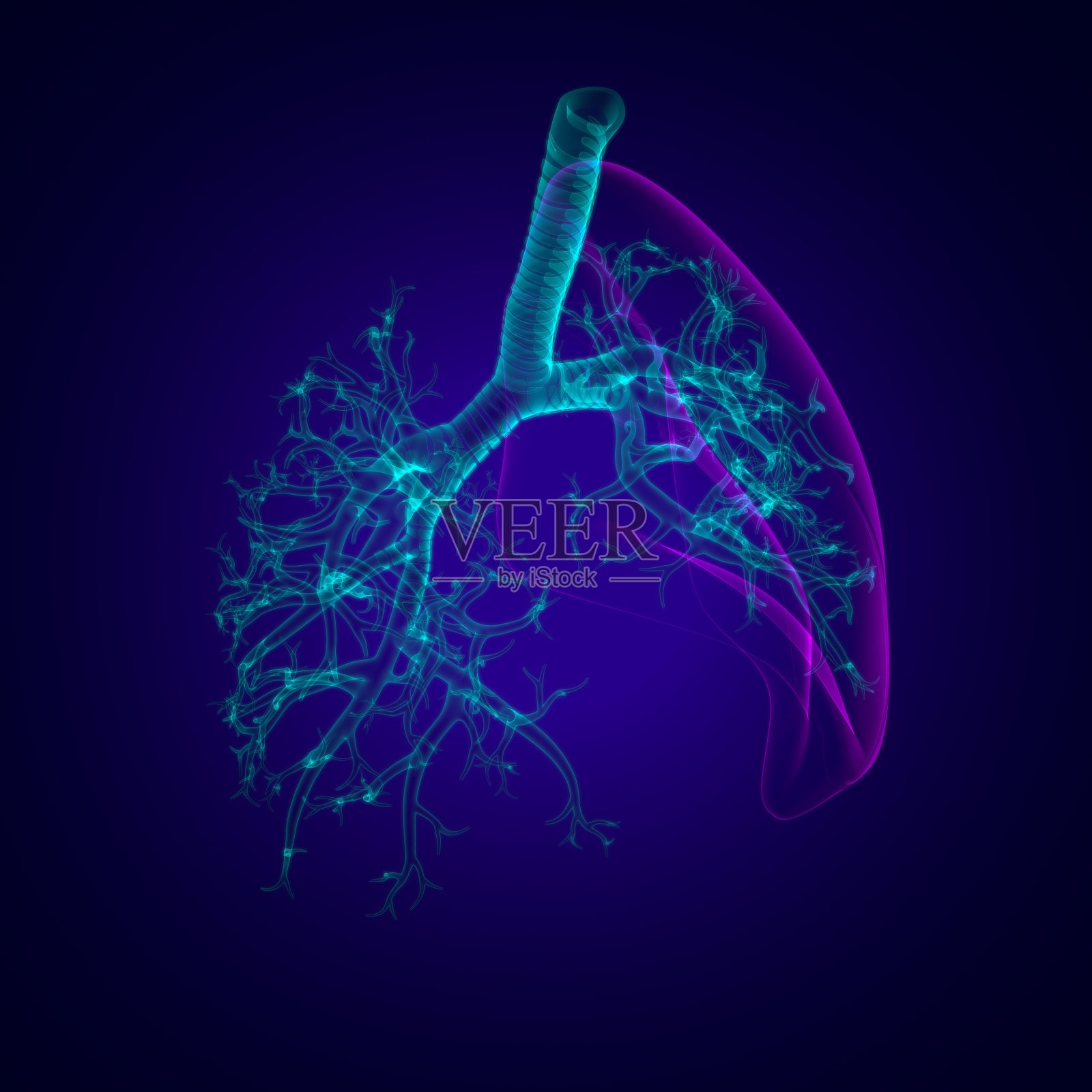 肺人体呼吸系统解剖医学概念3D照片摄影图片