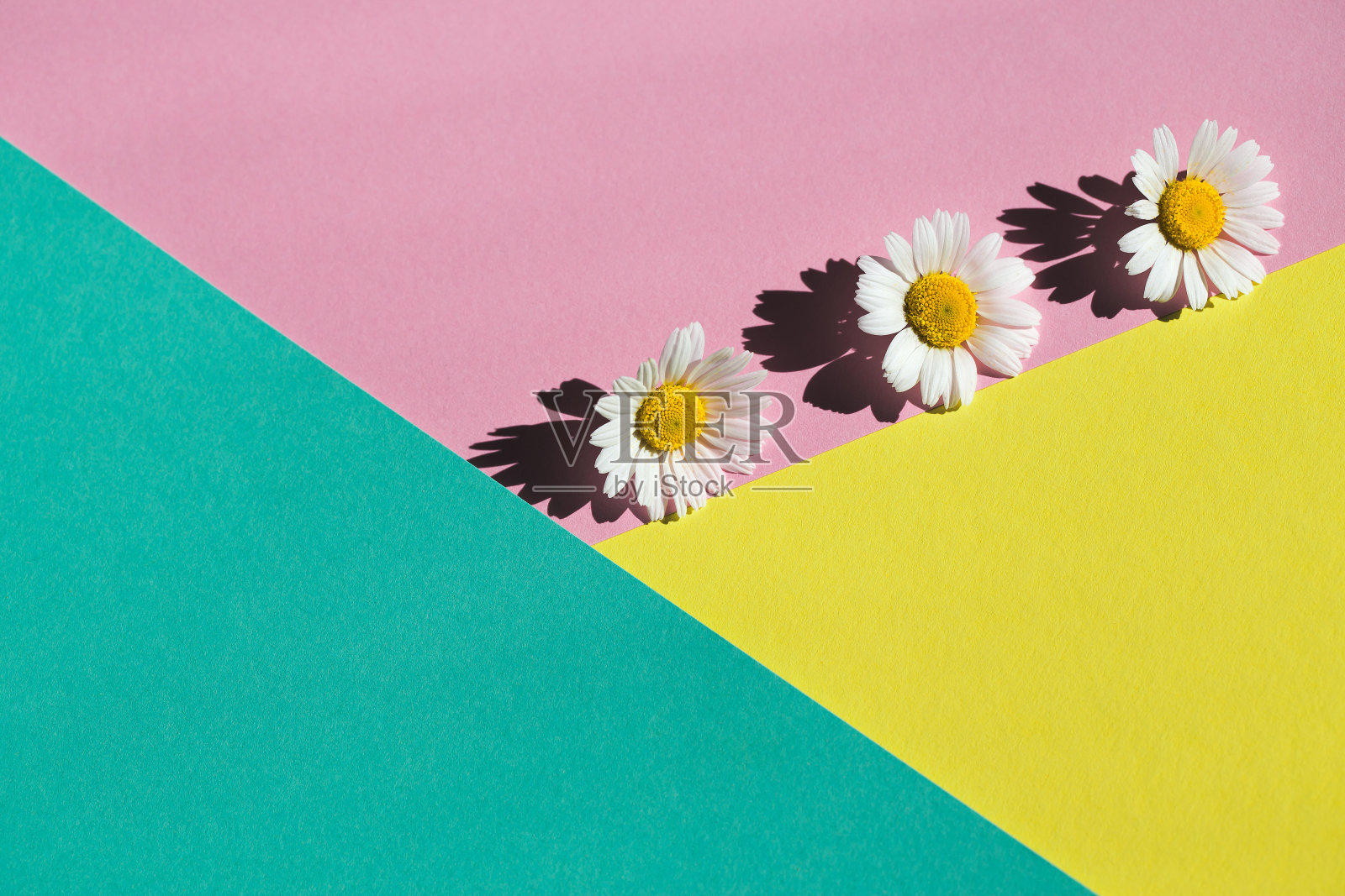 淡色背景上的洋甘菊花。花的背景照片摄影图片