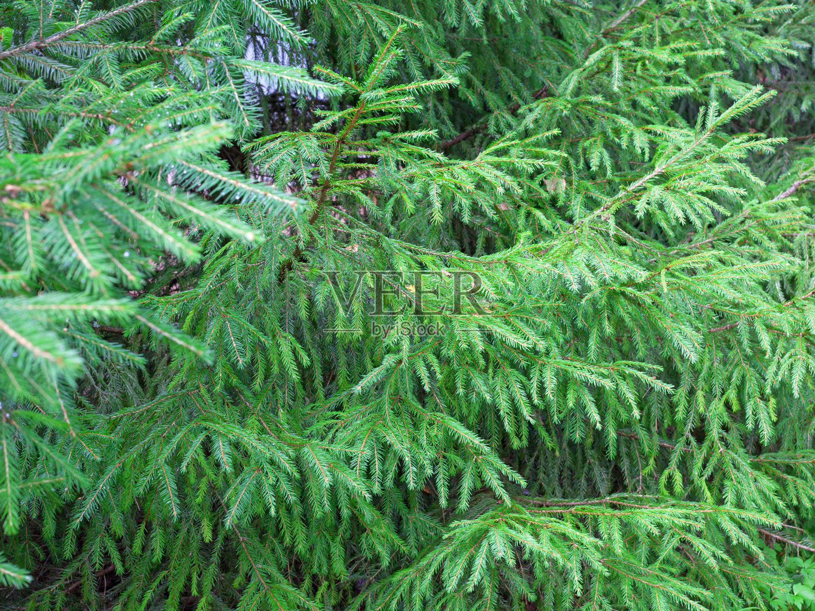 天然的绿色蕨类背景或图案照片摄影图片