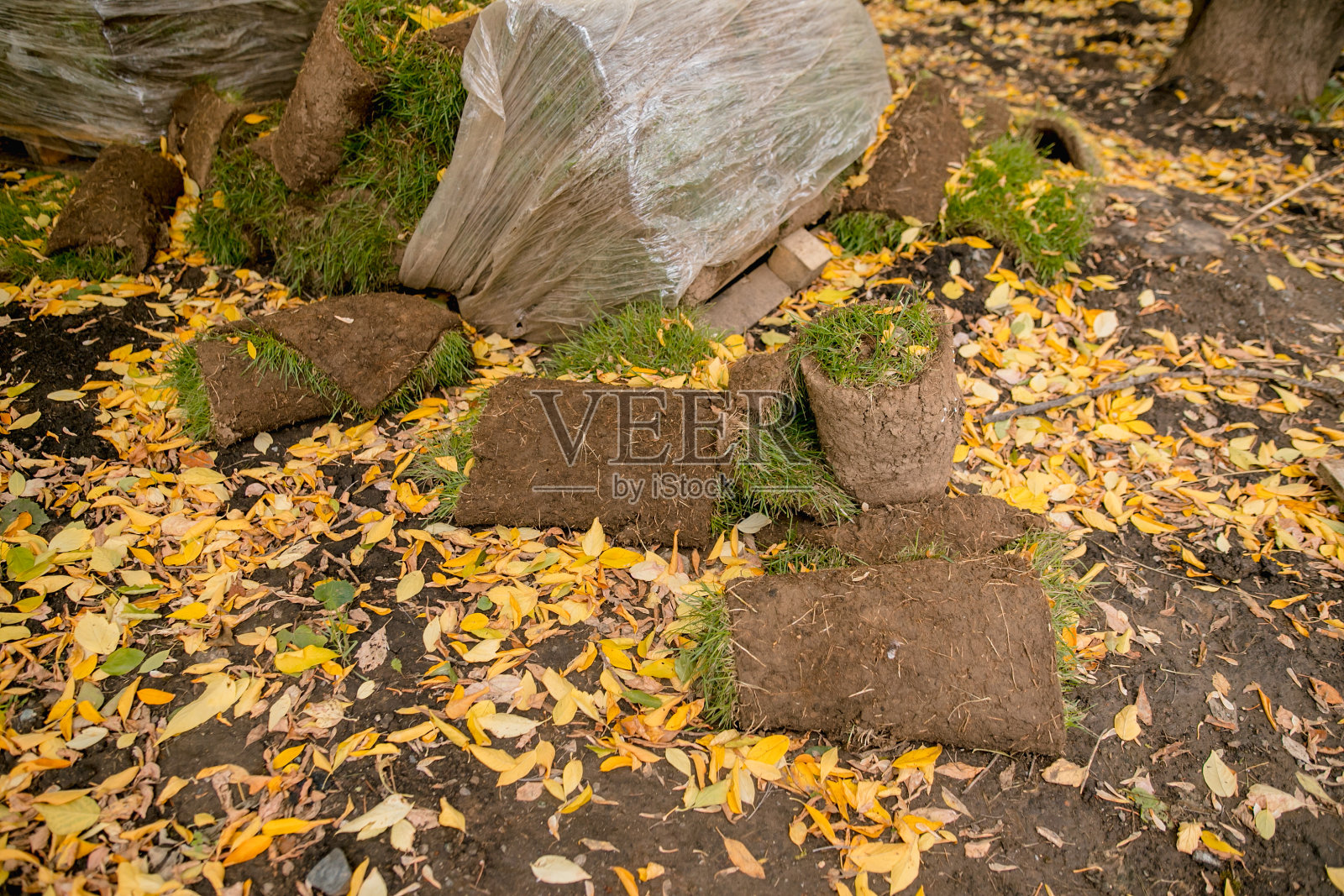 卷起的草坪特写已经准备好铺设了。一堆完美的滚动草皮在托盘上的特写镜头。城市绿化。照片摄影图片
