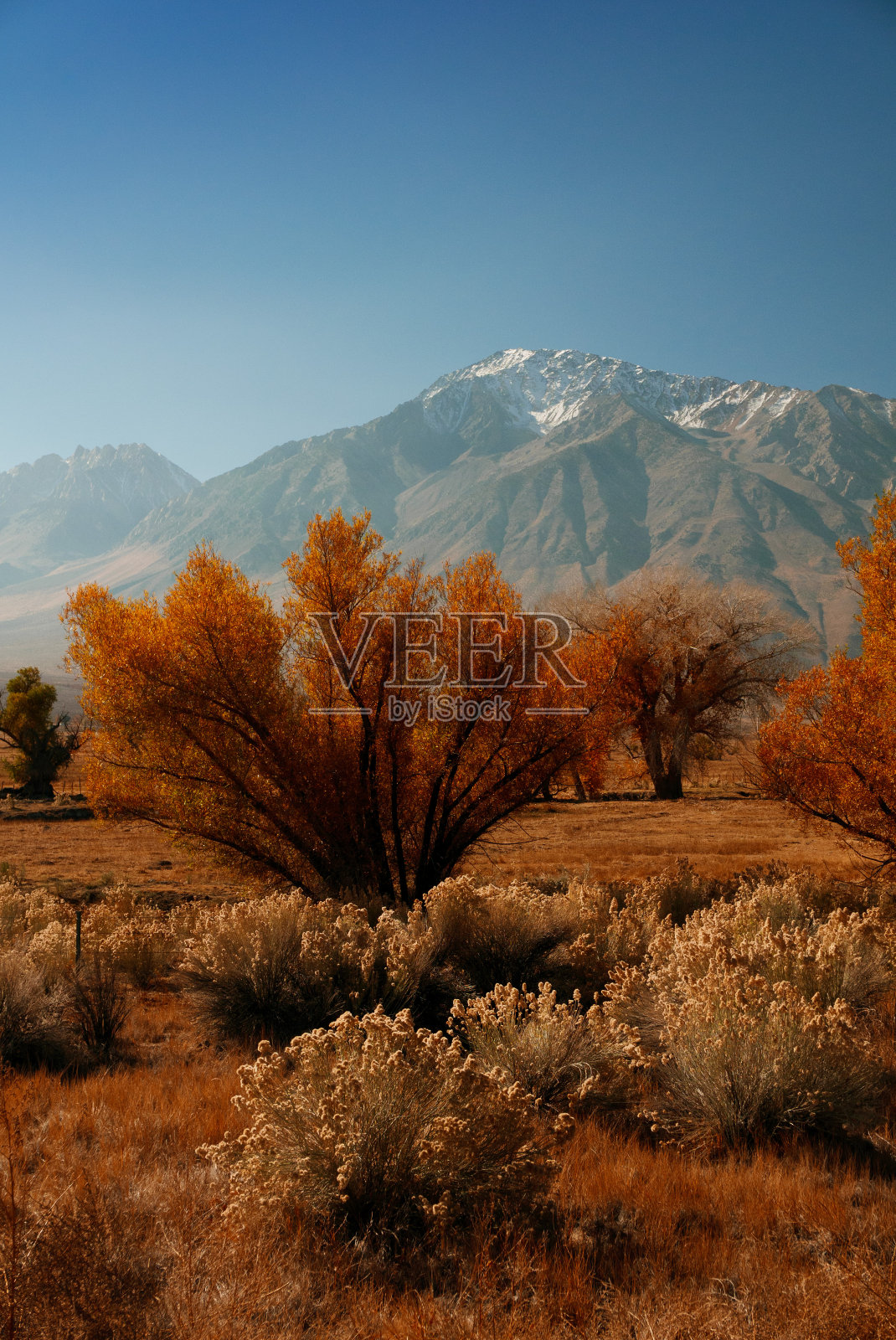 美国加布山有冰的美国金树照片摄影图片