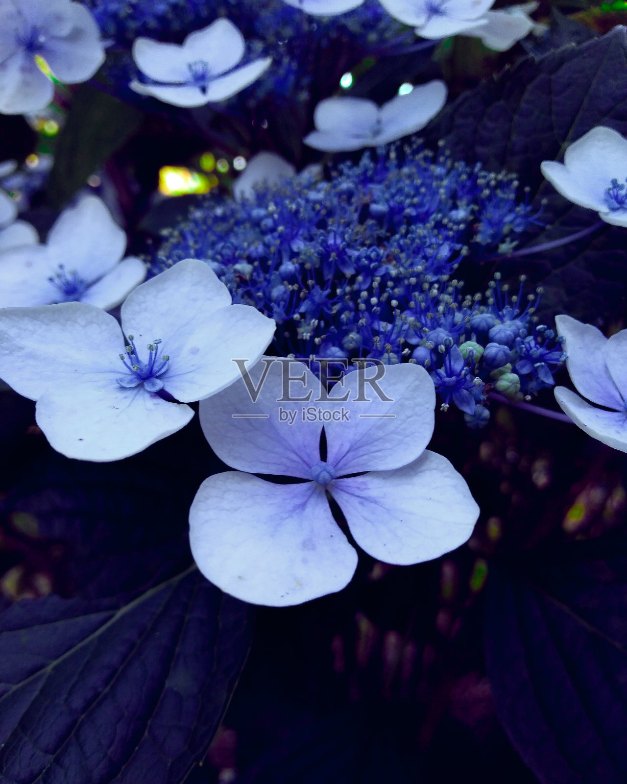 花照片摄影图片