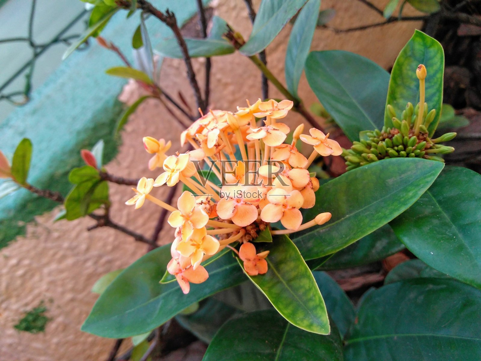 黄色的花照片摄影图片