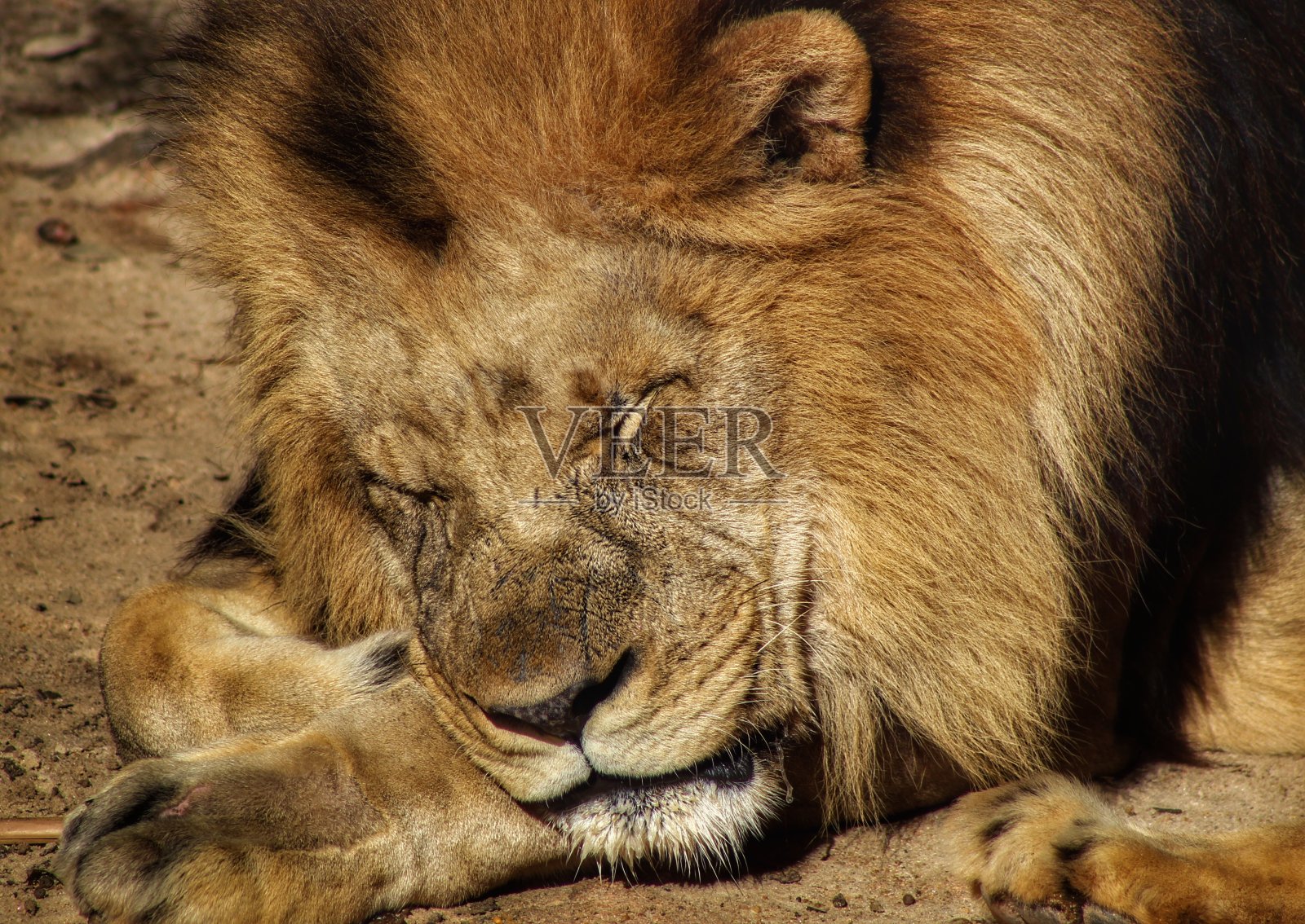 沉睡的狮子照片摄影图片