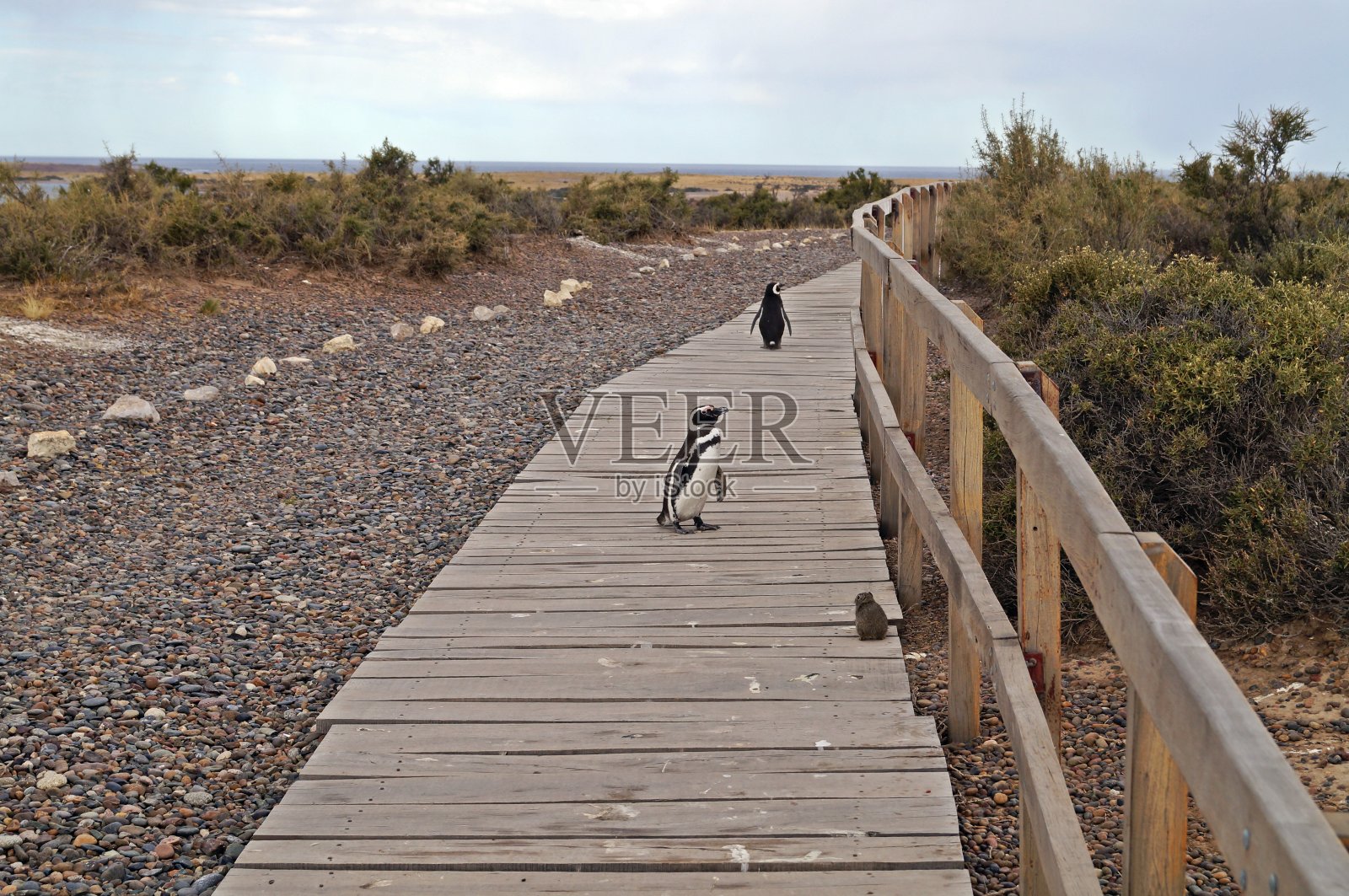 在蓬塔汤波自然保护区的麦哲伦企鹅景观照片摄影图片