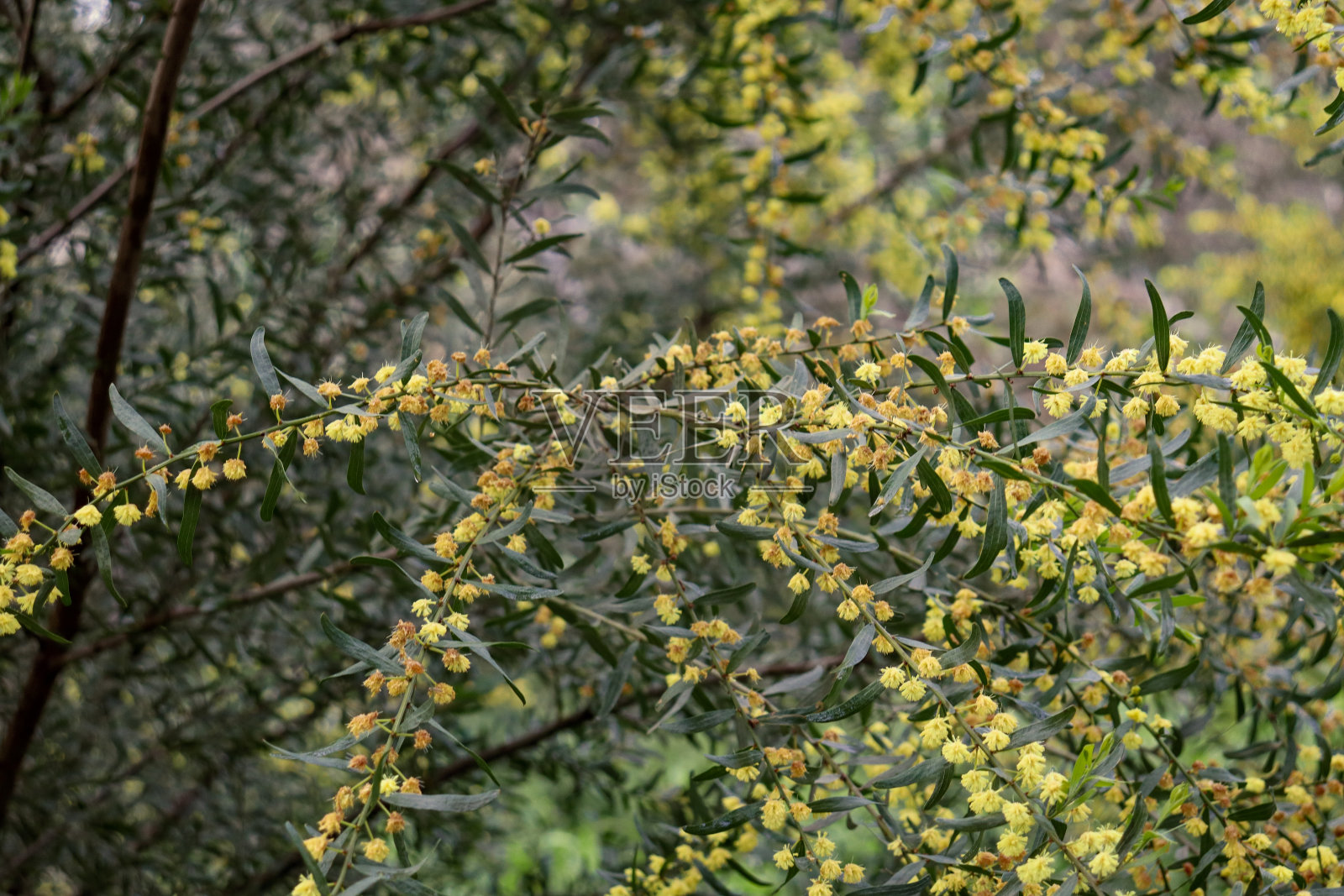 黄色的金合欢花照片摄影图片