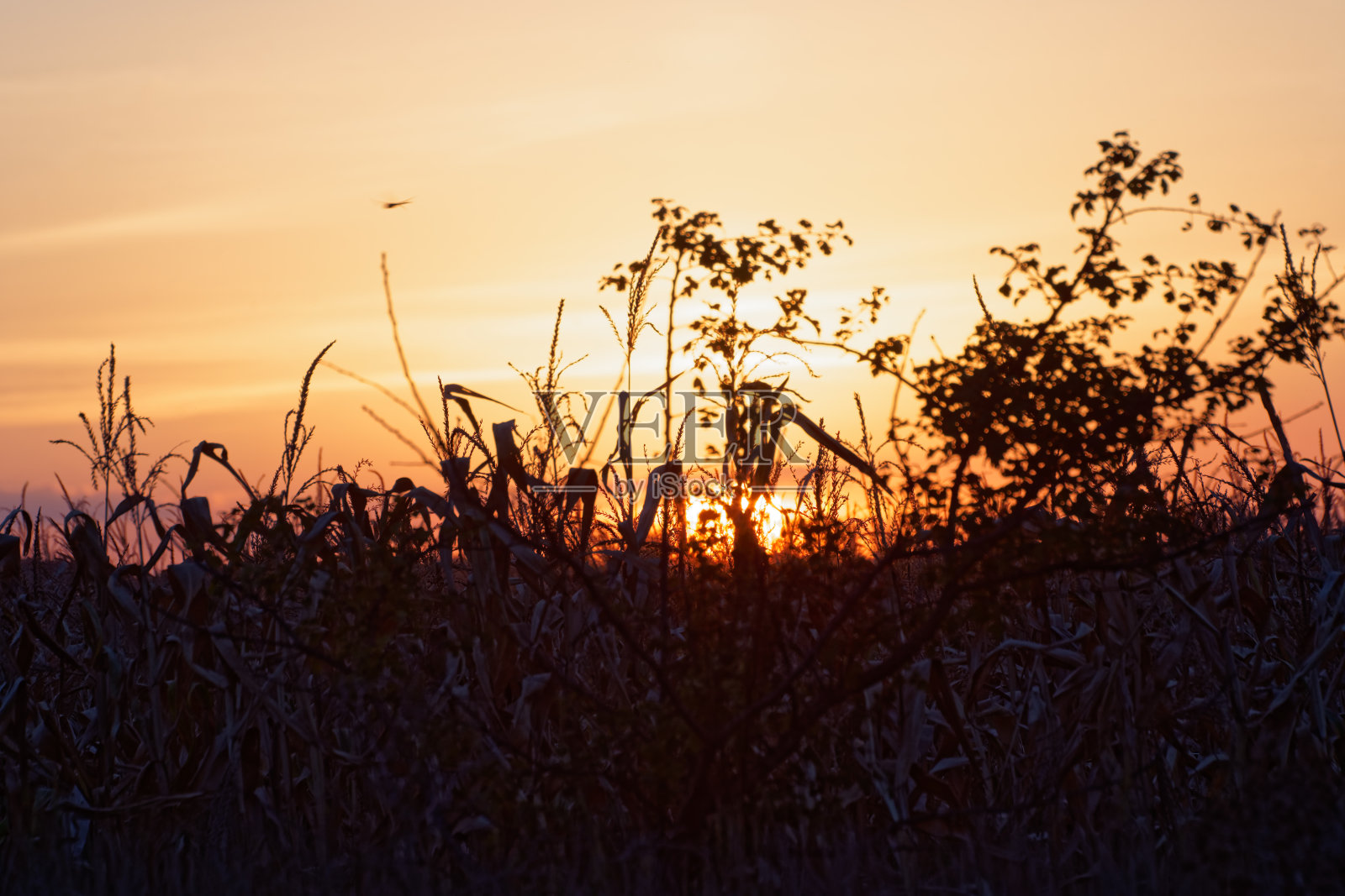 玉米田照片摄影图片