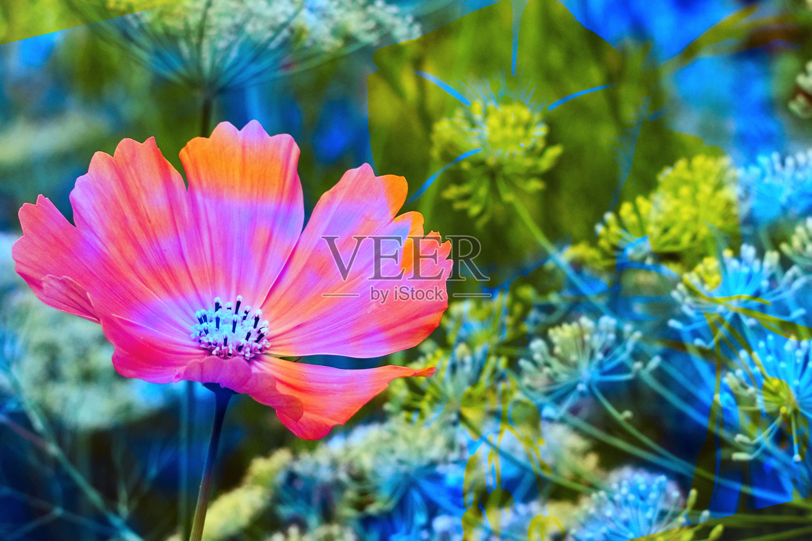 美丽的红色的花。明信片的背景。照片摄影图片