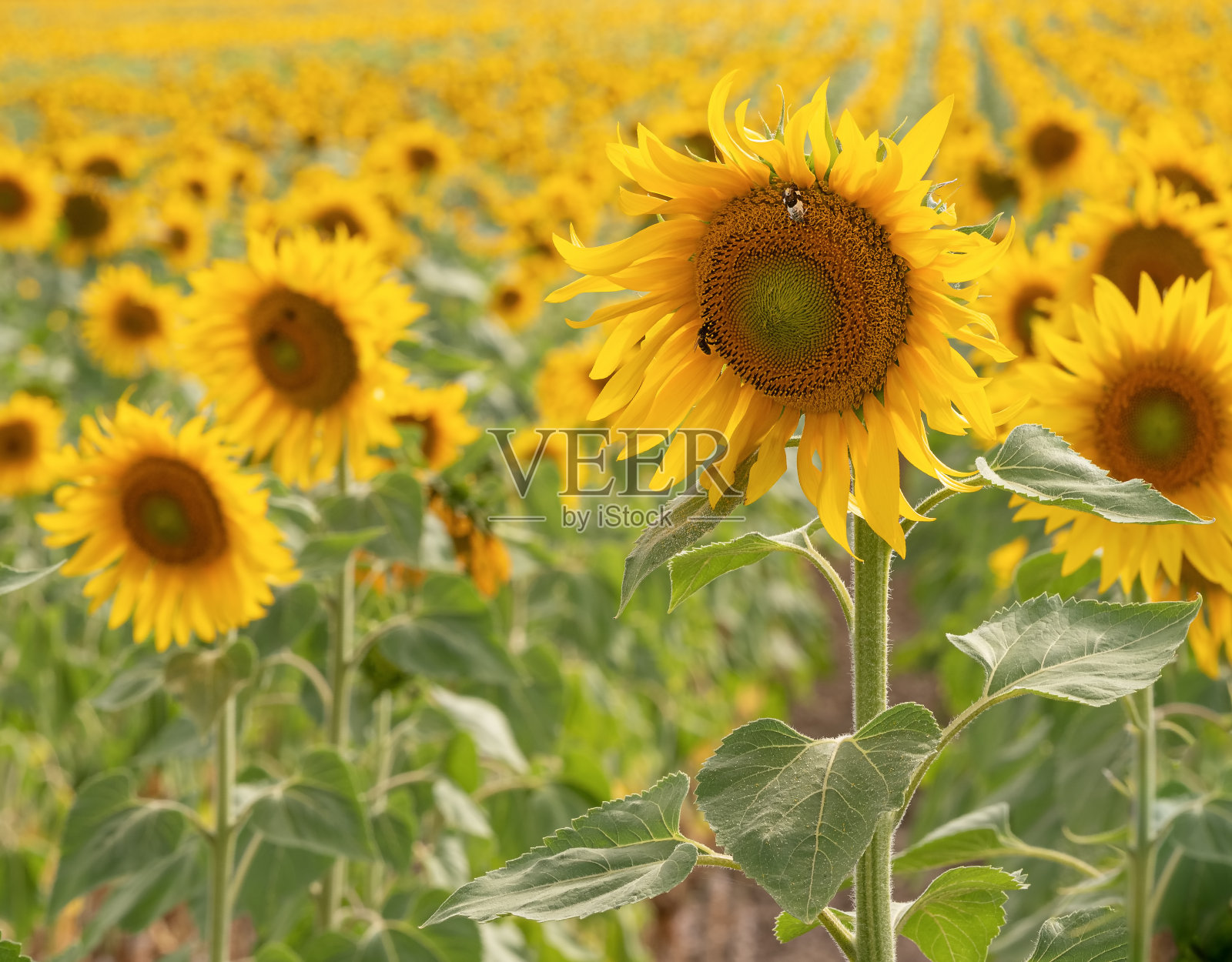 西班牙Badajoz美丽的向日葵田的阳光风景照片摄影图片