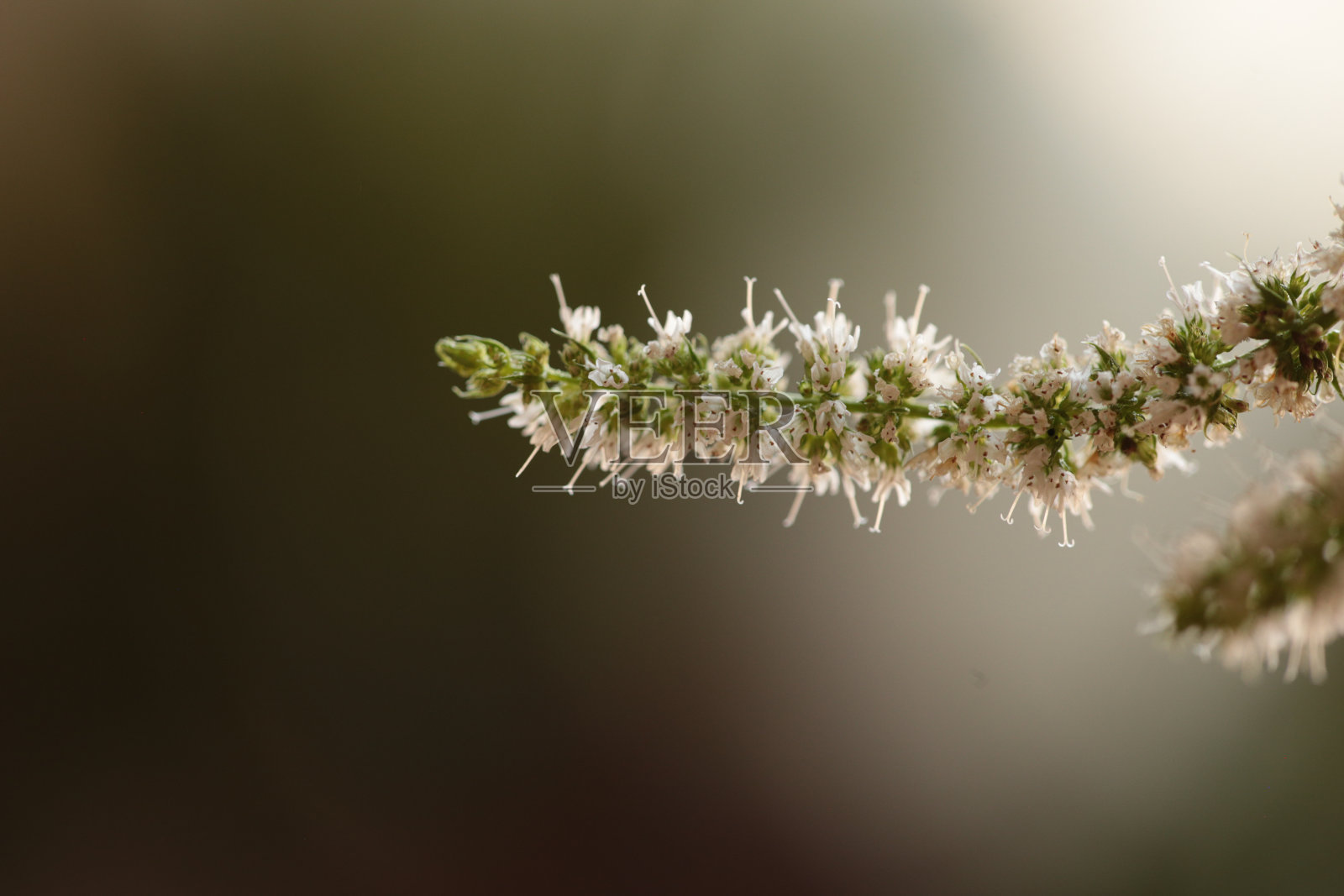 薄荷花茎宏观孤立的背景照片摄影图片