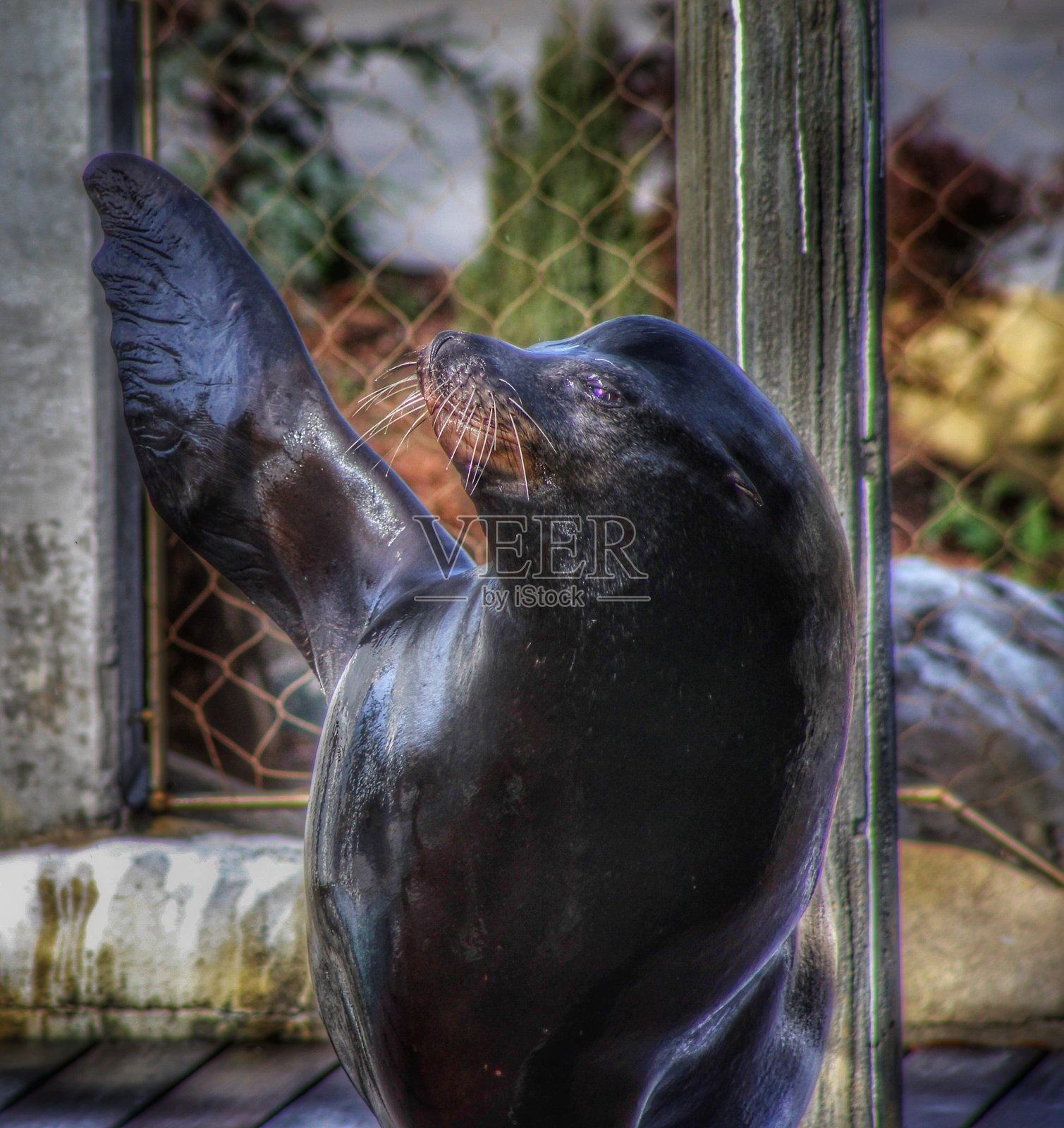 挥舞着密封照片摄影图片