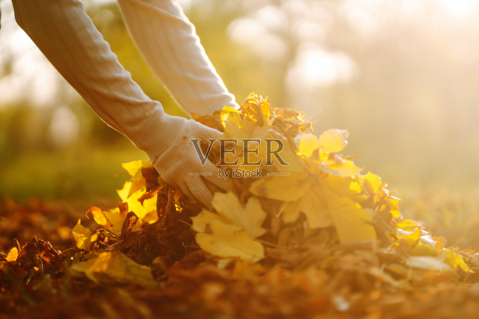 日落时分,男人们手戴手套,把落下的秋叶收集起来,堆成一堆。照片摄影图片