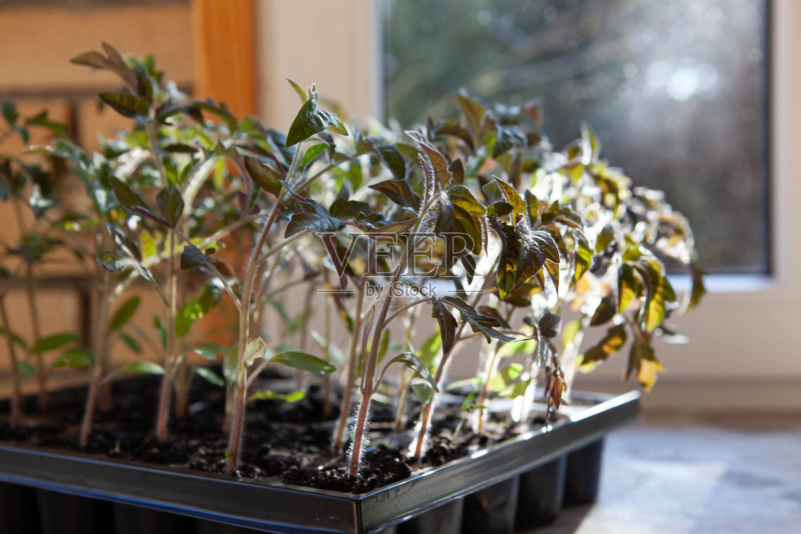 小番茄芽装在一个塑料容器里,靠在阳光照射下照片摄影图片