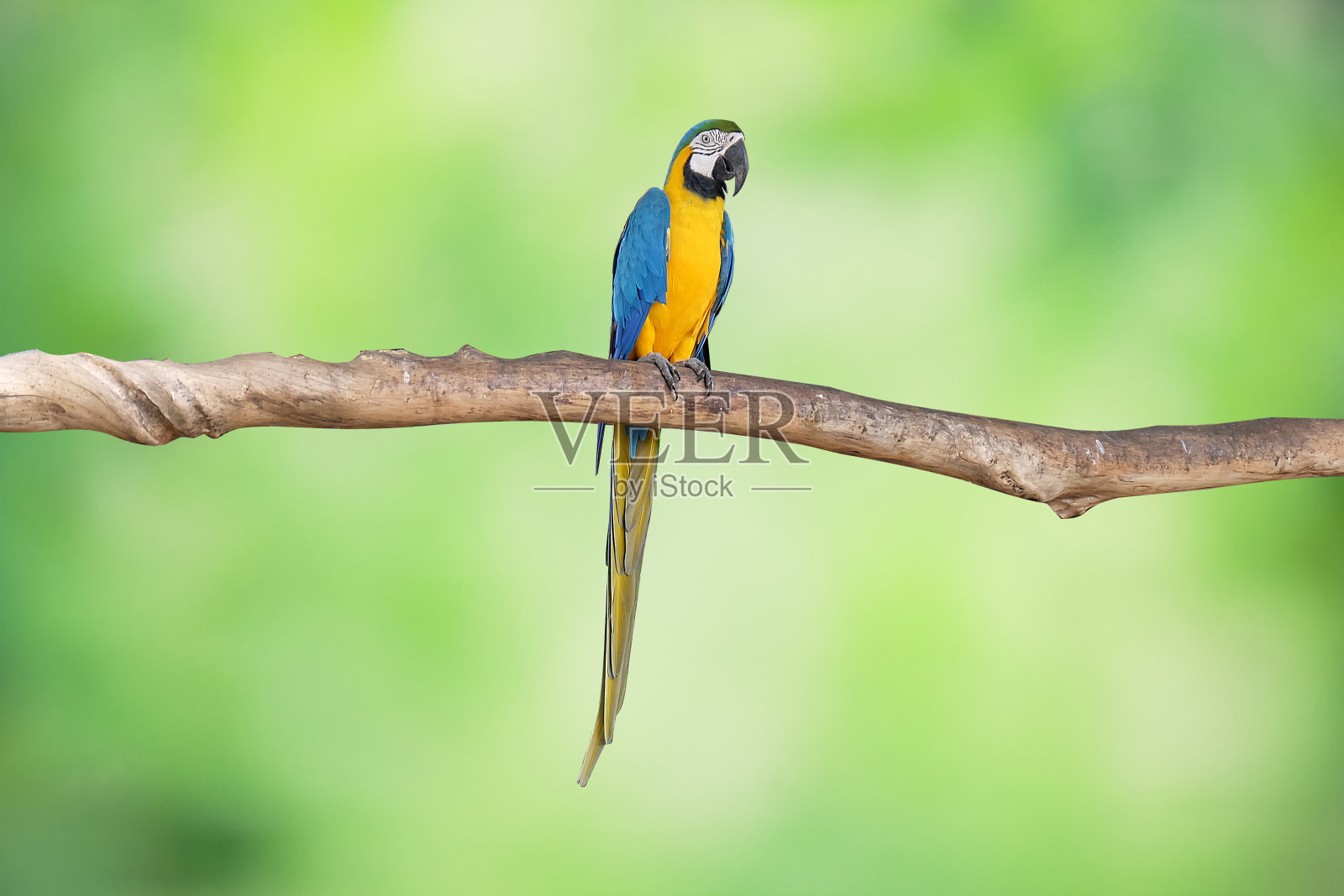 黄蓝色金刚鹦鹉站在树枝上,背景是模糊的绿色。照片摄影图片